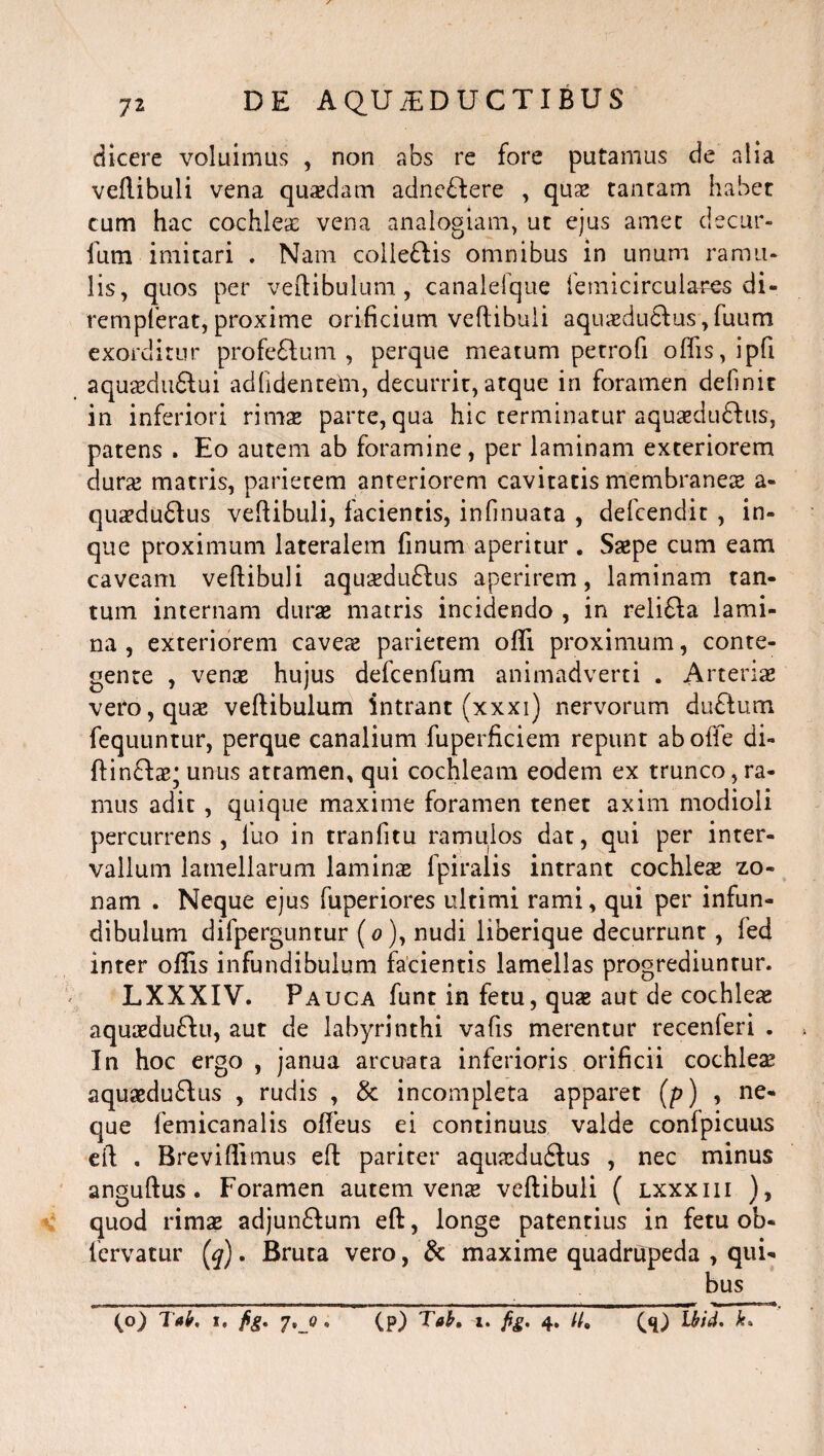 dicere voluimus , non abs re fore putamus de alia vertibuli vena quadam adne£tere , quae tantam habet cum hac cochlea: vena analogiam, ut ejus amet decur- ium imitari . Nam coile&is omnibus in unum ramu¬ lis, quos per vertibulum, canalefque femicirculares di- rempferat, proxime orificium vertibuli aquseduftus, fuum exorditur profeftum , perque meatum petrofi ortis, ipfi aquaeduflui adlidentem, decurrit, atque in foramen definit in inferiori rimae parte, qua hic terminatur aquaeduftus, patens . Eo autem ab foramine, per laminam exteriorem durae matris, parietem anteriorem cavitatis membraneae a- quaedudlus vertibuli, facientis, infinuata , defcendit , in- que proximum lateralem finum aperitur . Saepe cum eam caveam vertibuli aquaedu&us aperirem, laminam tan¬ tum internam durae matris incidendo , in reli£la lami¬ na , exteriorem caveae parietem orti proximum, conte¬ gente , venx hujus defcenfum animadverti . Arteriae vero, quae veftibulum intrant (xxxi) nervorum du£tum fequuntur, perque canalium fuperficiem repunt ab offe di- ftinclaq unus attamen, qui cochleam eodem ex trunco, ra¬ mus adit , quique maxime foramen tenet axim modioli percurrens, luo in tranfitu ramulos dat, qui per inter¬ vallum lamellarum laminae fpiralis intrant cochleae zo¬ nam . Neque ejus fuperiores ultimi rami, qui per infun¬ dibulum difperguntur (o), nudi liberique decurrunt, fed inter offis infundibulum facientis lamellas progrediuntur. LXXXIV. Pauca funt in fetu, quas aut de cochleae aquaeduflu, aut de labyrinthi vafis merentur recenferi . In hoc ergo , janua arcuata inferioris orificii cochleae aquaedu&us , rudis , & incompleta apparet (p) , ne¬ que femicanalis orteus ei continuus valde confpicuus eft . Breviffimus eft pariter aquxdudtus , nec minus anguftus . Foramen autem venx vertibuli ( lxxxiii ), quod rimae adjunftum eft, longe patentius in fetu ob- fervatur (q). Bruta vero, & maxime quadrupeda , qui¬ bus i i ii i -■ i - - - - ‘ mi | II—— -Mi i ii ■ -r ■TH< (o) Talr, i. fig. 7,0 • (p) Teb* x. fig. 4. U9 (4) Uid.