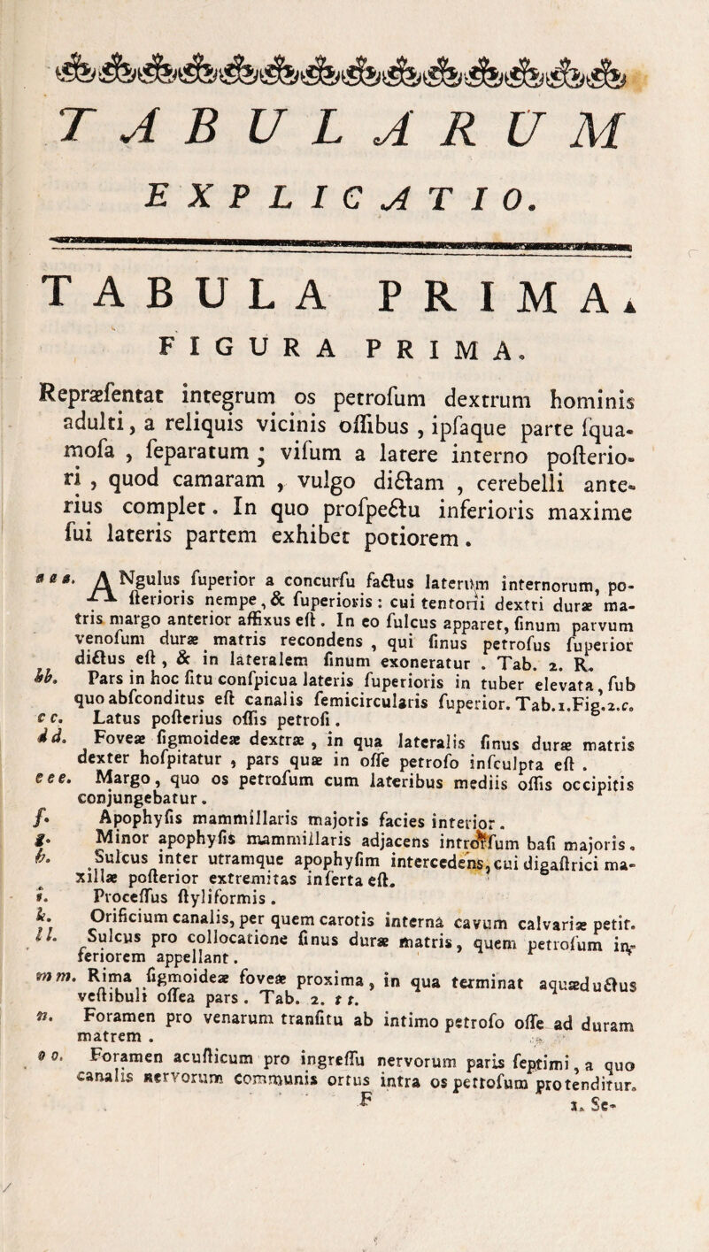 TABULARUM EXPLICATIO. TABULA PRIMA* FIGURA PRIMA, Repraefentat integrum os petrofuni dextrum hominis adulti, a reliquis vicinis oflibus , ipfaque parte iqua* mofa , feparatum ; vifum a latere interno pofterio- ri , quod camaram , vulgo di&am , cerebelli ante* rius complet. In quo profpe£Iu inferioris maxime fui lateris partem exhibet potiorem. a a e bb € C . A Ngulus fuperior a concurfu fa£tus JaterDm internorum, po- (tenoris nempe,& fuperioris : cui tentoni dextri durae ma¬ tris margo anterior affixus eft . In eo fulcus apparet, finum parvum venofum durae matris recondens , qui finus petro(us fuperior di&us eft , & in lateralem finum exoneratur . Tab. 2. R. Pars in hoc fitu confpicua lateris (uperioris in tuber elevata, fub quo abfconditus eft canalis femicirculgiis fuperior. Tab.i.FigU.c. Latus pofterius oflis petrofi. dd. Foveae figmoidear dextrae, in qua lateralis finus dur* matris dexter hofpitatur , pars quae in offe petrofo infculpta eft . eee. Margo, quo os petrofum cum lateribus mediis oftis occipitis conjungebatur. Apophyfis mammillaris majoris facies interior. Minor apophyfis mammillaris adjacens intnftfum bafi majoris. Sulcus inter utramque apophyfim intercedens, cui digaftrici ma¬ xillae pofterior extremitas inferta eft. PvocefTus ftyliformis. Orificium canalis, per quem carotis interna cavum calvariae petit. Sulcus pro collocatione finus durae matris, quem petrofum in? tenorem appellant. mm. Rima figmoide* fove* proxima, in qua terminat aou*du£>us veftibuh oliea pars . Tab. 2. 11. Foramen pro venarum tranfitu ab intimo petrofo offe ad duram matrem . > Foramen acufticum pro ingreffu nervorum paris feptimi, a quo «.analis nervorum communis ortus intra os pettofum protenditur. F x. Se» /• i- h. & 9. ii. il. n. 9 0