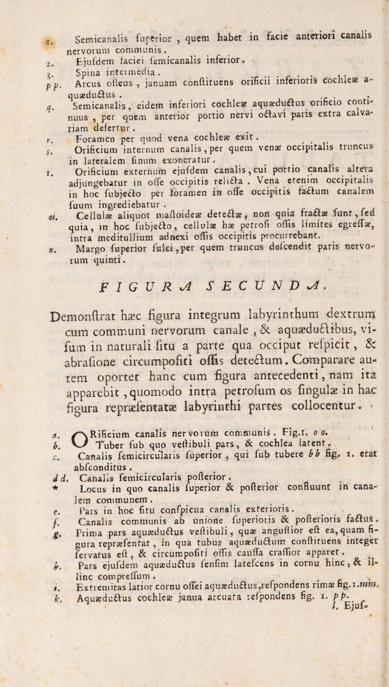 Semicanalis fuperior 9 quem habet in facie anteriori canahs nervorum communis. 2, Ejufdem faciei lemicanalis inferior. Spina intei media. . p pt Arcus orteus , januam conftituens orificii inferiori9 cochleae a- quaedu£lus . ,c . q. Semicanalis, eidem inferiori cochleae aquaeduaus orihcio conti¬ nuus , per quem anterior portio nervi o£tavi paris extra ca va¬ riam defertur. . r. Foramen per quod vena cochleae exit. s* Orificium internum canalis , per quem venae occipitalis truncus in lateralem finum exoneratur. Orificium externum ejufdem canalis, cui portio canahs alteis adjungebatur in offe occipitis religa . Vena etenim occipitalis in hoc fubjeao per foramen in offe occipitis faftum canalem fuum ingrediebatur . . f _ r , Cellulae aliquot mafloideae deteaae» non quia tradse ltmt,led quia, in hoc fubjeao, cellulae hae petrofi offis limites egreffae, intra meditullium adnexi offis occipitis procurrebant. x. Margo fuperior fulci ,per quem truncus defcendit paris nervo rum quinti . FIGURA SECUNDA* Demonftrat hsec figura integrum labyrinthum dextrum cum communi nervorum canale , & aquaeductibus, vi- fum in naturali fitu a parte qua occiput relpicit, & abrafione circumpofiti offis deteCtum. Comparare au» tem oportet hanc cum figura antecedenti, nam ita apparebit , quomodo intra petrofum os lingulae in hac figura repradentatae labyrinthi partes collocentur. a. /NRificium canalis nervorum communis. Fig.i. o o, h« V/ Tuber fub quo vertibuli pars, & cochlea latento c. Canalis femicircularis fuperior, qui fub tubere bb fig. i. erat abfconditus . dd. Canalis femicircularis porterior . ★ Locus in quo canalis fuperior & porterior confluunt iri cana¬ lem communem. e. Pars in hoc fitu confpicua canalis exterioris. f. Canalis communis ab unioffe fuperioris & porterioris fa&us. g. Prima pars aqusedu&us vertibuli i qua? anguftior eft ea, quam fi» gura repraefentat, in qua tubus aquaedu£fum conrtituens integer fervatus ert, & circumpofiti ortis caiiffa crartior apparet. t k. Pars ejufdem aqusedu&us fenfim latefcens in cornu hinc, & il¬ linc compreffum < _ . . L Extremitas latior cornu offei aquasdu£fus?refpondens rimae ng.i.mm, 1e. Aqusedu&us cochlea? janua arcuata refpondens fig. i> pp-. L Ejui-