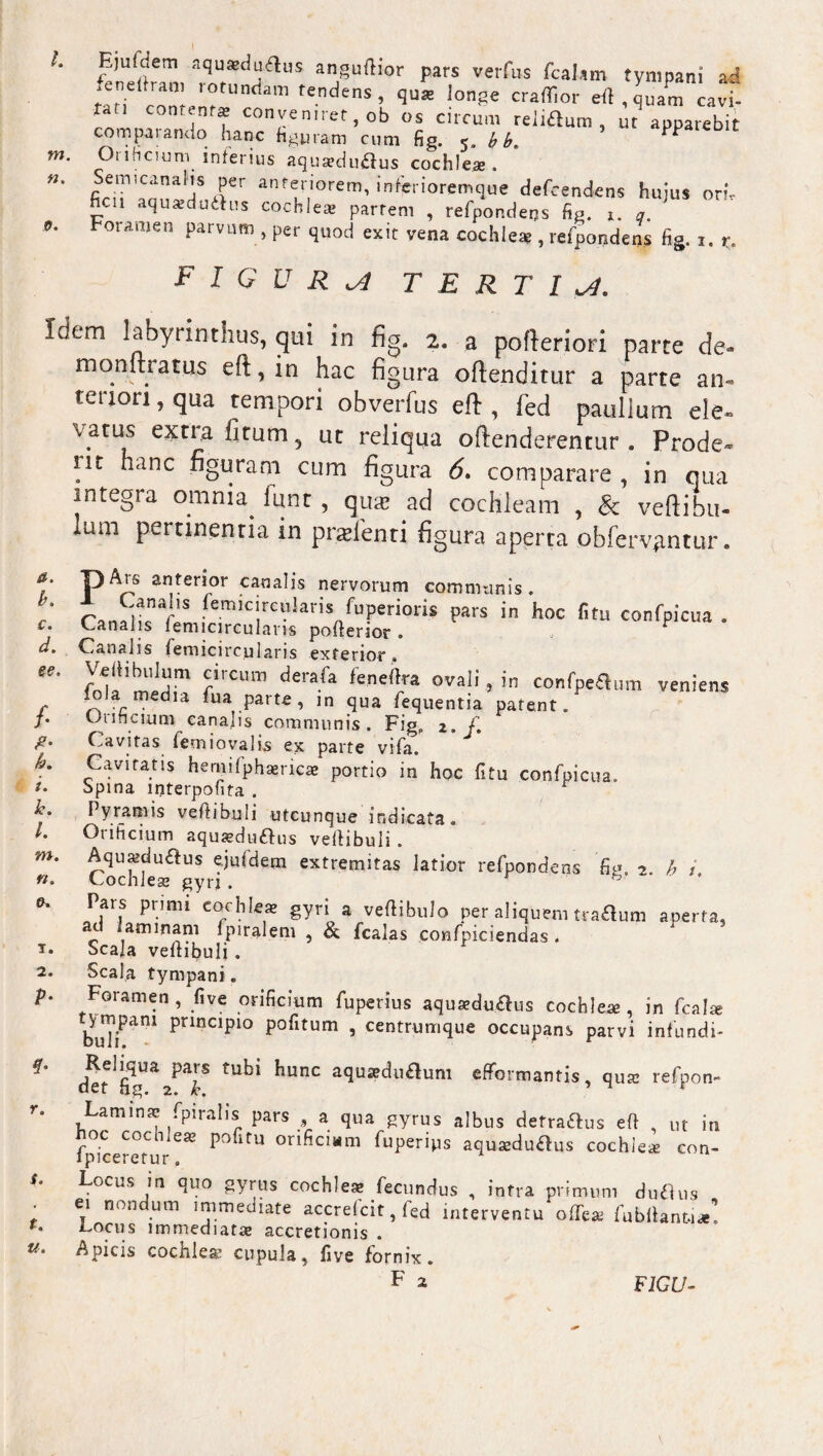 m. n. 0. *• r. s. t. u. ' fenetlam mrf anlsuftlor Pars velf»s fcal*m tympani ad i 'otundam tendens , qu* longe craflior dl.quam cavi- conMjnrf conveniret, ob os circum rei<£lum , ut apparebit compaianclo hanc figuram cum fig. 5. b b« Oiificium inferius aquaeduftus cochleae. .emicanaiis per anteriorem, inferioremque defcendens hujus ori- fici aquaeduihis cochlea, partem , refpon.dens fig. r. Foramen parvum , per quod exit vena cochlea , refpondens fig. 1. r. figura tertia. Idem labyrinthus, qui in fig. 2. a pofteriori. parte de*» monitratus eft, in hac figura oftenditur a parte an¬ teriori , qua tempori obverfus eft , fed paullum ele~ vatus extra fitum 5 ut reliqua oftenderentur . Prode- in hanc figuram cum figura 6. comparare , in qua integra omnia^ lunt , qua? ad cochleam , 8c veftihu- lum pertinenria in praeien-ti figura aperta obfervgntur. ipAis anterior canalis nervorum communis. t Canalis Semicircularis Superioris pars in hoc fitu conSpicua . Canalis Semicircularis pofferior . F Canalis Semicircularis exterior . frcum derafa feneft/a ovali , in confpeSum veniens m€°la Sua parte, in qua Sequentia patent. Oiincium canalis communis. Fig. z. f. Cavitas Semiovalis ex parte viSa. Cavitatis heniifphaericae portio in hoc Situ conSpicua. Spina interpofita . Pyramis vertibuli utcunque indicata. Orificium aquasduftus velfibuli . Aquaduftus ejufdem extremitas latior reSpondens fig. 2. h i. Cochlese gyri . ° Pars primi cochlea? gyri a vertibulo per aliquem trabum aperta, c .aminam Spiralem , & Scalas confpiciendas. Scala velfibuli . Scala tympani. Foramen, five orificium Superius aqusedulus cochleae, in Seal* buTiPam pnnClpi° P0^1^01 j centrumque occupans parvi infundi- tubi hunc aquadu^um efFormantis, qu* reSpon- Laminae Spiralis pars a qua gyrus albus detraftus ert , ut in Spicere^u -692 P°fitU 0nficiMm fuPeriPS aqusdu&us cochle* con- Locus in quo gyrus cochleae Secundus , infra primum duflus ei nondum immediate accreScit, Sed interventu ofTeai Sub lianti* Locus immediatae accretionis . Apicis cochlea* cupula, five fornix. F 2 a. b. c. d. ee. /• h. i. k. l. m. n. r. FICU-