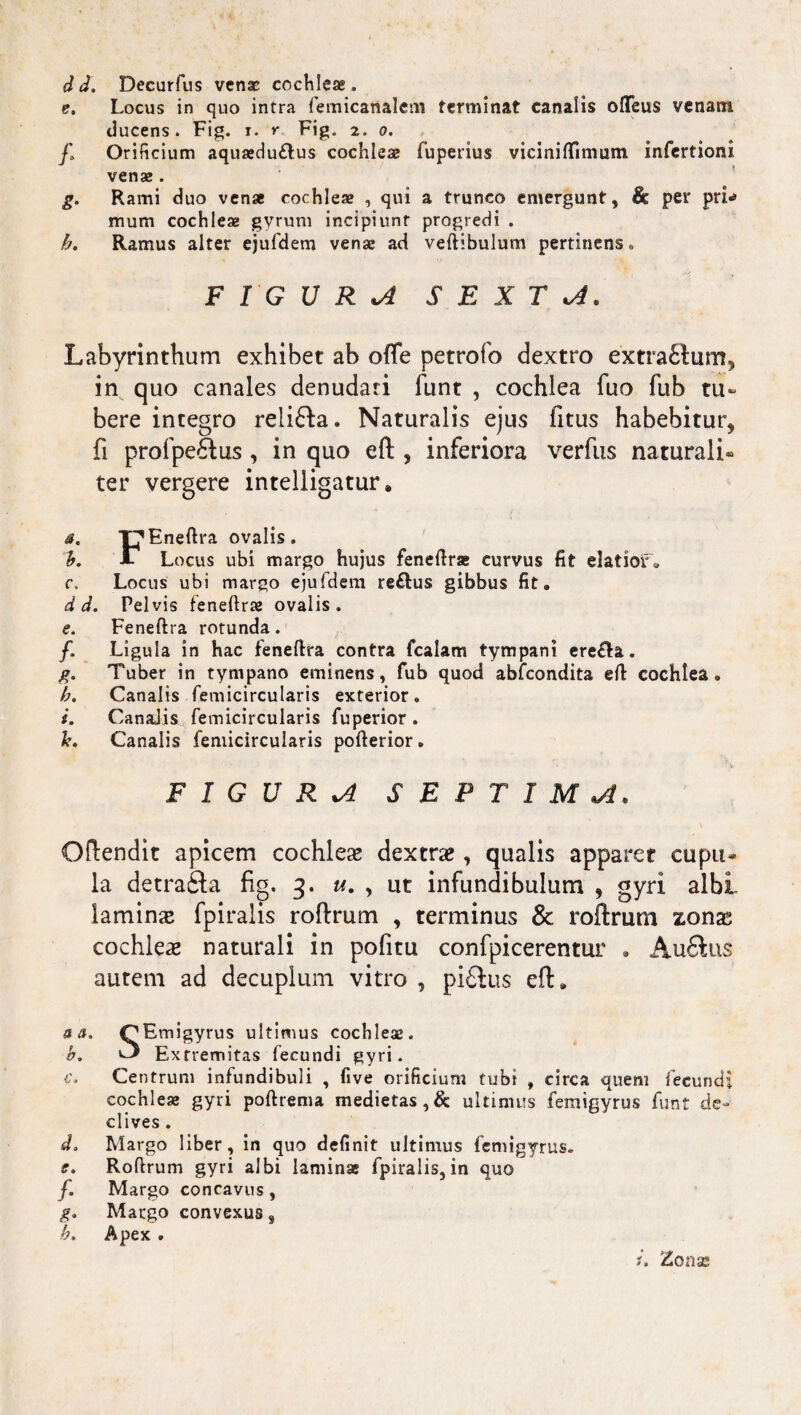 dd. Decurfus venae cochleas. e. Locus in quo intra femicarialem terminat canalis oflfeus venam ducens. Fig. i. r Fig. 2. 0. fa Orificium aquajdu&us cochleae fuperius viciniflimum infertioni venae . g. Rami duo venae cochleae , qui a trunco emergunt, & per pri¬ mum cochleae gyrum incipiunt progredi . h. Ramus alter ejufdem venae ad vertibulum pertinens. FIGURA SEXTA. Labyrinthum exhibet ab offe petrofo dextro extraftum, in quo canales denudari funt , cochlea fuo fub tu¬ bere integro relifta. Naturalis ejus fitus habebitur* fi profpe£fus , in quo eft * inferiora verfus naturali¬ ter vergere intelligatur. a. T^Eneftra ovalis. b. Jl Locus ubi margo hujus fenertrae curvus fit elatior» c. Locus ubi margo ejufdem reffcus gibbus fit» d d. Pelvis fenertrae ovalis. e. Feneftra rotunda . f. Ligula in hac feneftra contra fcalam tympani ere&a. g. Tuber in tympano eminens, fub quod ablcondita eft cochlea» b. Canalis femicircularis exterior . i. CanaJis femicircularis fuperior . h. Canalis femicircularis pofterior. FIGURA SEPTIMA. Oftendit apicem cochleae dextrae, qualis apparet cupu¬ la detrafta fig. 3. u. , ut infundibulum , gyri albi laminae fpiralis roftrum , terminus & roftrum xona^ cochleae naturali in pofitu confpicerentur » AuSlus autem ad decuplum vitro , pi£tus eft » a a. QEmigyrus ultimus cochleas. b. ^ Extremitas fecundi gyri. c. Centrum infundibuli , five orificium tubi , circa quem fecundi cochleae gyri poftrema medietas,& ultimus femigyrus funt de¬ clives . d. Margo liber, in quo definit ultimus femigyrus. r. Roftrum gyri albi laminae fpiralis, in quo /. Margo concavus , g. Margo convexus, h. Apex . i. Zonx