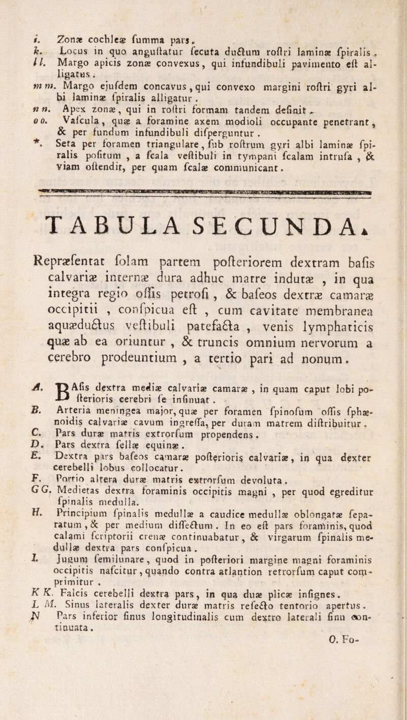 1*. Locus in quo anguffatur fecuta du&um rortri laminae fpiralis, ll. Margo apicis zonae convexus, qui infundibuli pavimento eft al¬ ligatus . mm. Margo ejufdem concavus, qui convexo margini rortri gyri al¬ bi laminae fpiralis alligatur . n n. Apex zonae, qui in roflri formam tandem delinit ^ q o. Vafcula, qua a foramine axem modioli occupante penetrant, & per fundum infundibuli difperguntur . *, Seta per foramen triangulare, fhb roftrum gyri albi laminae fpi¬ ralis pofitum , a fcala vertibuli in tympani fcalam intrufa , & viam offendit, per quam fcalae communicant. TABULA SECUNDA» Repraffientat folam partem pofleriorem dextram bafis calvarias internae dura adhuc matre induta? , in qua integra regio offis petrofi , Sc bafeos dextrae camarae occipitii , confpicua efl: , cum cavitate membranea aqu^du£tus veftibuii patefa&a , venis lymphaticis quae ab ea oriuntur , & truncis omnium nervorum a cerebro prodeuntium , a tertio pari ad nonum, ■A* T> Afis dextra medi* calvarias camarae , in quam caput iobi po» ■*-* rterioris cerebri fe infinuat . Arteria meningea major, quae per foramen fpinofum ortis fphae- noidis calvariae cavum ingrerta, per duram matrem diftribuitur » C. Pars durae matris extrorfum propendens. D. Pars dextra feli* equinae. E. Dextra pars bafeos camarae pofterioris calvariae, in qua dexter cerebelli lobus collocatur. F. Portio altera durae matris extrorfum devoluta . GG? Medietas dextra foraminis occipitis magni , per quod egreditur fpinalis medulla. H. Principium fpinalis medullae a caudice medullae oblongatae fepa- ratum , & per medium dirteflum . In eo ert pars foraminis, quod calami fcriptorii crenae continuabatur, & virgarum fpinalis me¬ dullae dextra pars confpicua. £> Jugum femijunare, quod in porteriori margine magni foraminis occipitis nafcitur , quando contra atlantion retrorfum caput cogi- primitur . K K. Falcis cerebelli dextra pars, in qua duae plicae infignes. L M. Sinus lateralis dexter durae matris refeffo tentorio apertus. fV Pars inferior finus longitudinalis cum dextro laterali finu aon- tinuata. 0. Fo»