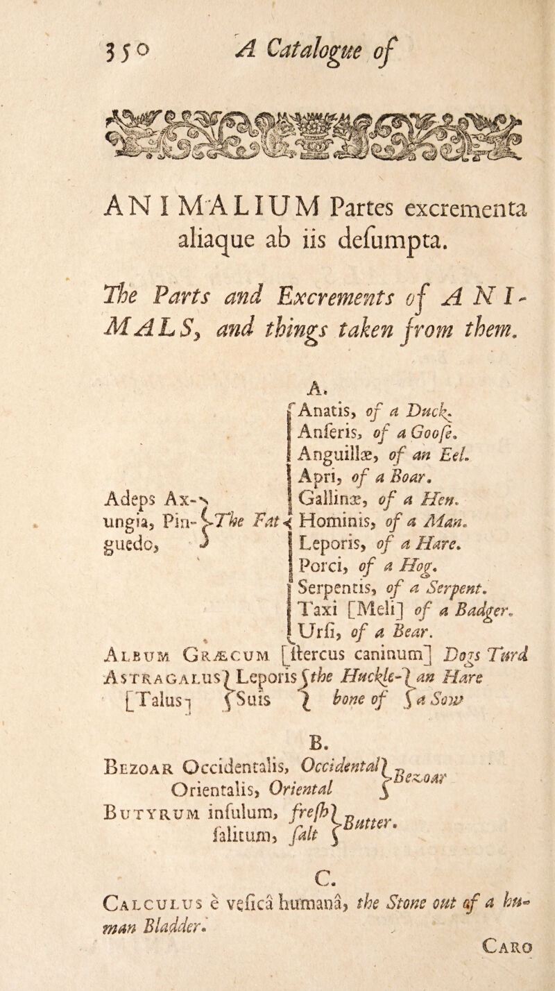 ANIMALIUM Partes excrementa aliaque ab iis defumpta. The Parts and Excrements of A N I - MAL S3 and things taken from them. s A, fAnatis, of a Dtick^ Audens, of a Goof, Anguillae, of an Eel. Apri5 of a Boar* Adeps Ax- s | Galling, of a Hen. ■ ungia5 Vln- >The Fat 4 Hominis* of a Aim. uedo> J 1 Leporis, of a Hare. Porci, of a Hog« Serpentisj of a Serpent. Taxi [Meli] of a Badger« of a Bear. Album Gr^cum l iterals caninum] Dogs Turd Astragalus) LeporisHackle-} an Blare [Talus i f S uis \ bone of 5 ** «Siw B. Blzoar Occidentalis, Occidentd\j> Orientals, Oriental § Butyrum infulum, fre(h\ - falitum, fill {Bma- c Calculus e vefica Humana> the Stone out of a hu¬ man Bladder. Caro