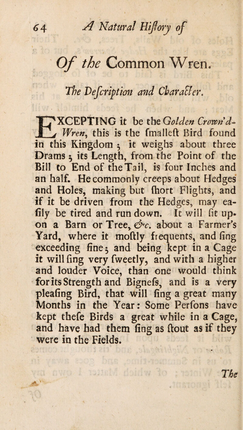 Of the Common Wren. The Vefcription and Chara&er. XCEPTING it be the Golden Crown d- I j Wren, this is the fmalleft Bird found in this Kingdom $ it weighs about three Drams 5 its Length, from the Point of the Bill to End of the Tail, is four Inches and an half. He commonly creeps about Hedges and Holes, making but (hort Flights, and if it be driven from the Hedges, may ea- fily be tired and run down. It will fit up. on a Barn or Tree, dr. about a Farmer’s Yard, where it moftly frequents, and ling exceeding fine 5 and being kept in a Cage it willfing very fweetly, and with a higher and louder Voice, than one would think for its Strength and Bignefs, and is a very pleafing Bird, that will fing a great many Months in the Year: Some Perfons have kept thefe Birds a great while in a Cage, and have had them fing as ftout as if they were in the Fields. The