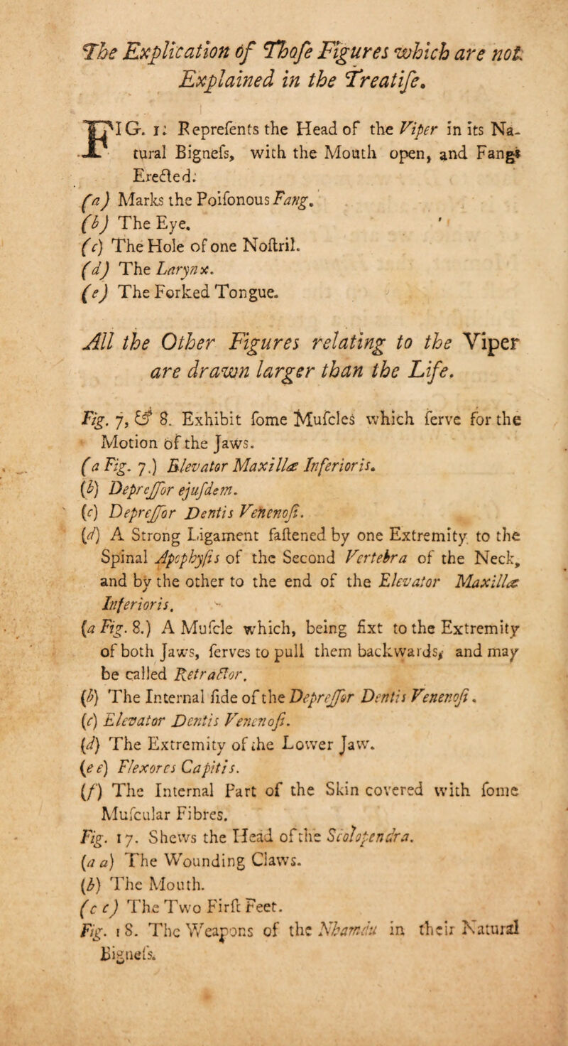 The Explication of Thofe Figures which are not Explained in the Treatife. FIG. i: Reprefents the Head of the Viper in its Na¬ tural Bignefs, with the Mouth open, and Fangs Eredted: fa) Marks the Poifonous Fang, (b) The Eye. (c) The Hole of one Noftril. (d) The Larynx. (e) The Forked Tongue. All the Other Figures relating to the Viper are drawn larger than the Life. Fig. 7, & 8. Exhibit fome Mufcles which ferve for the Motion of the Jaws. (a Fig. 7.) Elevator Maxillae Inferior is. if) Deprejfor ejufdem. ' (0 Deprcjfor Dentis Venenofi. {d) A Strong Ligament fattened by one Extremity to the Spinal Apcphyfis of the Second Vertebra of the Neck, and by the other to the end of the Elevator Maxillec Inferioris, {a Fig. 8.) A Mufcle which, being fixt to the Extremity of both Jaws, ferves to pull them backwards* and may be called Retrafter, (t>) The Internal fide of the Deprejfor Dentis Venenofi. (e) Elevator Dentis Venenofi. (d) The Extremity of the Lower Jaw. (e e) Flexorcs Capitis. (/’) The Internal part of the Skin covered with fome Mufcular Fibres. Fig. ly. Shews the Head of the Seolopendra. [a a) The Wounding Claws. (b) The Mouth. (ce) The Two Firtt Feet. Fig. 18. The Weapons of the Nharndu in their Natural Bignefs.