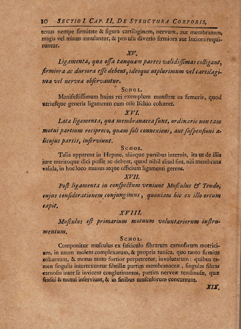 tenus nempe firmitate & figura cartilaginem, nervum, aut membranam, magis vel minus aemulantur, & proufu diverio firmiora aut laxiora requi¬ runtur- XV. Ligamenta, qua offa tan quam partes validifelmas colligant, firmiora ac duriora ejfe debent, ideoque ut plurimum vel cartilagi¬ nea vel nervea obfervantur. Schol. Manifefiifilrnum hujus rei exemplum monfirat os femoris., quod utriusque generis ligamento cum olle Ifchio cohaeret. i xvi. ' : Lata ligamenta, qua membranacea funt, ordinarie non tam motui partium reciproco, quam foli connexioni, aut feufpenfiom a* ticujUs partis, inferviunt. Schol. Talla apparent in Hepate, aliisque partibus internis, ita ut de illis jure meritoque dici pofiit ac debeat, quod nihil aliud fint, nifi membrana valida, in hoc loco munus atque officium ligamenti gerens. XVII. Pofe ligamenta in confpectum veniunt Mufculus & Tendo, enjus confiderationem conjungimus ^ quoniam hic ex illo ortum capit. XVIII. Mufculus e fi primarium motuum voluntariorum inferti* mentum. Schol. Componitur mufculus ex fafciculo fibrarum carnofarum motrici- «m, in unam molem complexarum, & propria tunica, quo tanto firmius cohaereant, & motus tanto fortior perpetretur, involutarum; quibus ta¬ men fingulis intertexuntur fibrillae partim membranaceae, lingulas fibras carnofas inter fe invicem conglutinantes, partim nerveae tendinofie, quae fenfui & motui inferviunt, & in finibus mufculorum concurrunt. XIX.