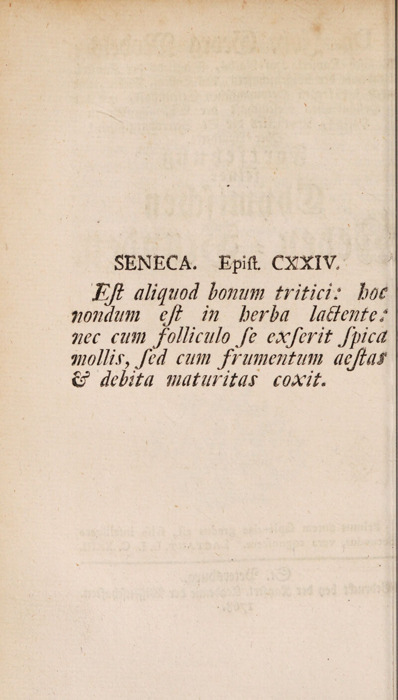 V SENECA. Epift. CXIXIV. JLfi aliqiioä honim tritici: hoc nondiim eß in herba laBente‘ nec cum follkiilo Je exjerit fpica mollis, fed ciim friimentmn aeßaf debita matiiritas coxit.