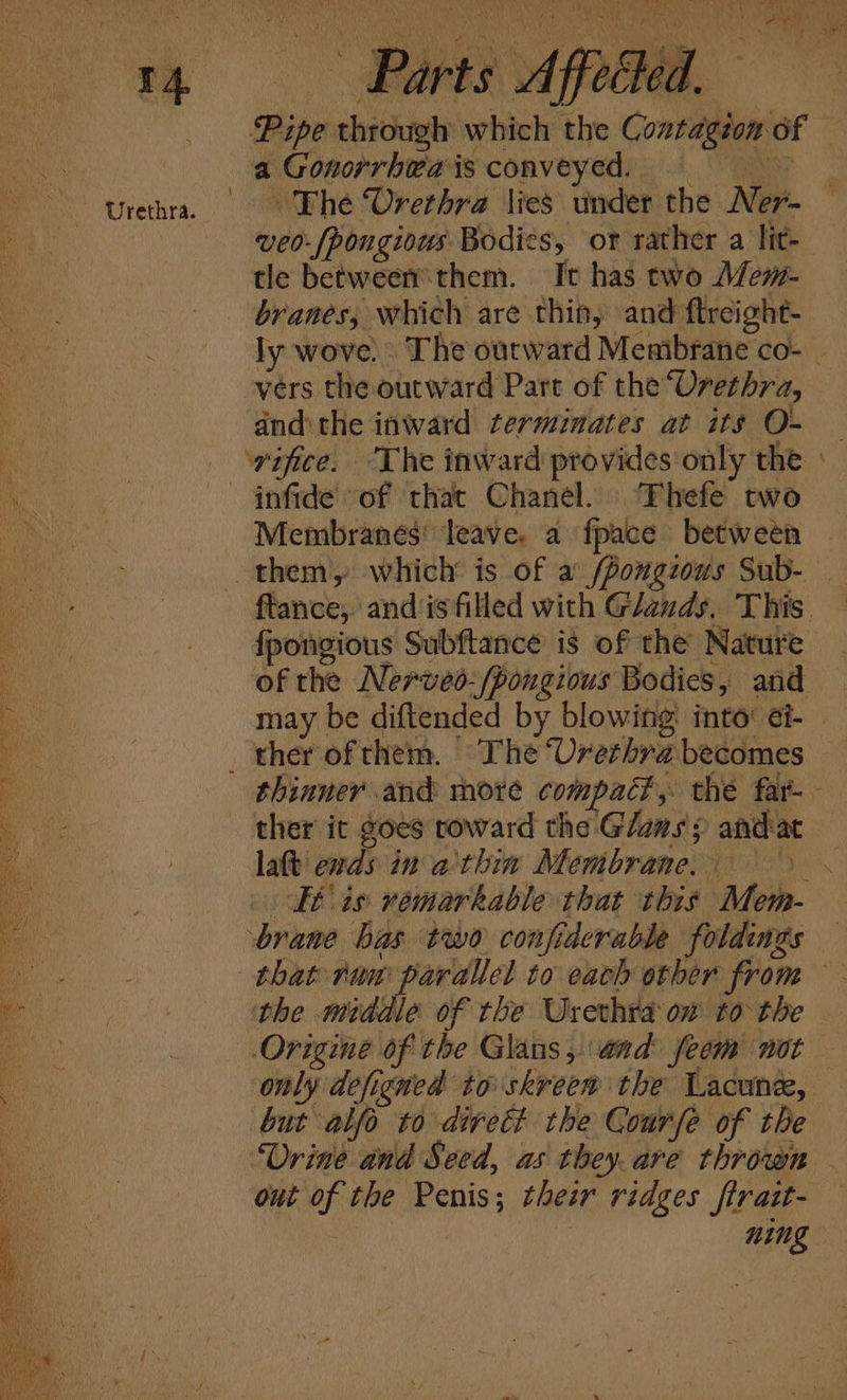 Pipe through which the Contagzon of a Gonorrheais conveyed. = The Urethra lies under the Ner- tle between them. It has two Mem- branes, which are thin, and ftreight- vers the outward Part of the “Urethra, dndithe inward terminates at its O- infide of that Chanel. Thefe two Membranes’ leave, a fpace between of the Nerveo:/pongious Bodies, and late ends in a'thin Membrane. the middle of the Urerthta on to the out of the Penis; their ridges ftratt- . ning -