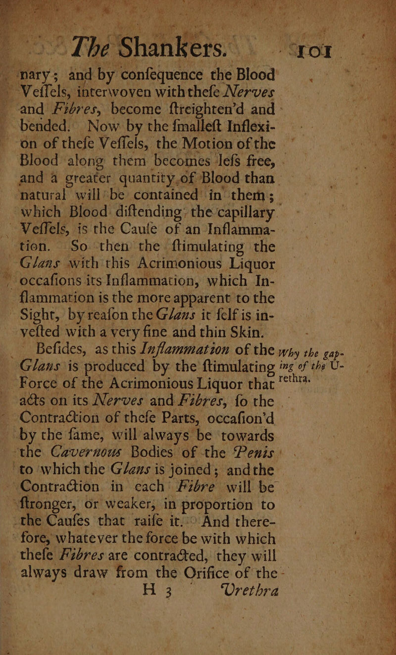 “i ; Bes Ne Me nccyes ae &lt; Blood Dod Fa interwoven with thefe Nerves — and Fibres, become ftreighten’d and - bended. Now by the fmalleft Inflexi- == ‘on of thefe Veffels, the Motion of the . Blood along them becomes” lefs free, , and 4 greater quantity.of Blood than ‘natural willbe contained in’ them; — which Blood: diftending: the capillary . Veffels, is the Caufe of an Inflamma- tion. So then the ftimulating the _ Glans with this Acrimonious Liquor ~ occafions its Inflammation, which In- flammation is the more apparent to the Sight, by reafon the Glaus it felf is in- yefted with a very fine and thin Skin. Befides, as this Inflammation of the Why the gap- - Glans is produced by the ftimulating ing of the U- Force of the Acrimonious Liquor that acts on its Nerves and Fibres, fo the . Contraction of thefe Parts, occafion’d Liky the fame, will always be towards the. Cavernous Bodies of the Penis: ‘to which the Glans is joined; andthe ContraGion in cach Fibre will be ~ flronger, Or weaker; in proportion to the Caufes that raife it. And there- - fore, whatever the force be with which _thefe Fibres are contracted, they will _ always draw from the Orifice of the- : gee’, cenee = S a ae eS 53-5 SS ee ae es So ee a es eS