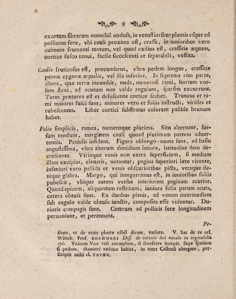 pollicem fere, vbi cauli proxima efl, crafla, in iunioribus vero culmum frumenti tantum, vel quod exilius efl, craflitie aequans, cortice fufco tenui, facile ficcefcenti et feparabili, veftita. Caulis fruticofus eft, procumbens, vitra pedem longus, craflitie pennae cygneae aequalis, vel illa inferior. In fuprema eius parte, altera, quae terrae incumbit, nuda, numerofi rami, horium vor- fum flexi, ad acutum non valde angulum, fparflm excurrunt. Teres praeterea efl et dehifcente cortice fcaben Truncus et ra¬ mi maiores fufci funt; minores vero et foliis inftru&i, virides et rubelcentes. Liber cortici fubflratus colorem pallide brunum habet. Folia fimplicia, ramea, numeroque plurima. Situ alternant, fur- fum tendunt, marginem cauli quoad plurimam partem aduer- tentia. Petiolis infldent. Figura oblongo * ouata funt, ad bafin anguftiflima, vitra alterum dimidium latiora, latitudine dein de- crefcente, Vtrinque venis non extra fuperficiem, fi mediam illam excipias, eleuatis, notantur; pagina fuperiori laste virente, inferiori vero pallida et venis obfcurioribus pi£la, vtraque de- nique glabra. Margo, qui Integerrimus efl, in iunioribus foliis pubefcit, vbique autem verfus inferiorem paginam acutior. Quoad apicem, aliquantum reflexum, iuniora folia parum acuta, cetera obtufa funt. Ex duobus planis, ad venam intermediam fub angulo valde obtufo iun&is, compofita efle videntur* Du¬ rioris compagis funt. Ceterum ad pollicis fere longitudinem perueniunt, et perennant. Pe* fitate, vt de aetate plantae nihil dicam, Variare. V, hac de re cel„ Witteb. Profi boehmeri Dijf de virtute loci natalis in vegetabilia jj/jl Vnicum Vuae vrfi exemplum, fi fenefeere incepit, faepe fpatium 6 pedum, diametri ratione habita, in terra Cellenfi obtegere, per¬ feri p fit mihi cl. tavbe, ■ ' ; \ j . . . > -r :: .• ■■ ■ . . . ■ - ■ :lj '' ■■,, \