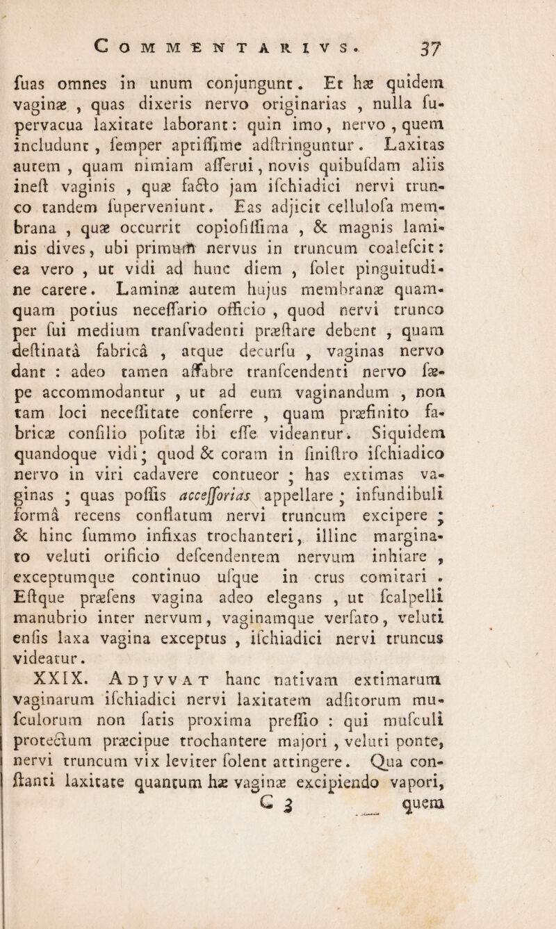 fuas omnes in unum conjungunt. Et hx quidem vaginas , quas dixeris nervo originarias , nulla iu- pervacua laxitate laborant: quin imo, nervo , quem includunt , femper aptiffime adftringuntur. Laxitas autem , quam nimiam afferui, novis quibufdam aliis ineft vaginis , quas fafto jam ifchiadici nervi trun¬ co tandem fuperveniunt. Eas adjicit cellulofa mem¬ brana , quae occurrit copiofillima , Sc magnis lami¬ nis dives, ubi primmft nervus in truncum coaiefcit: ea vero , ut vidi ad hunc diem , folet pinguitudi¬ ne carere. Laminae autem hujus membranae quam¬ quam potius neceflario officio , quod nervi trunco per fui medium tranfvadenti praedare debent , quam deftinata fabrica , atque decurfu , vaginas nervo dant : adeo tamen affabre tranfcendenti nervo fae- pe accommodantur , ut ad eum vaginandum , non tam loci neceffitate conferre , quam praefinito fa¬ bricae confilio politae ibi dTe videantur. Siquidem quandoque vidi; quod & coram in finifi.ro ifchiadico nervo in viri cadavere contueor ; has extimas va- y ginas ; quas poffis accefforias appellare ; infundibuli forma recens conflatum nervi truncum excipere j oc hinc fumrno infixas trochanteri, illinc margina¬ to veluti orificio defcendentem nervum inhiare , exceptumque continuo ufque in crus comitari . Eftque praefens vagina adeo elegans , ut fcalpelli manubrio inter nervum, vaginamque ver fato, veluti enfis laxa vagina exceptus , ifchiadici nervi truncus videatur. XXIX. Adjvvat hanc nativam extimarum vaginarum ifchiadici nervi laxitatem adfitorum mu- fculorum non fatis proxima preffio : qui mufculi protectum pr&cipue trochantere majori , veluti ponte, nervi truncum vix leviter folent attingere. Qua con¬ flanti laxitate quantum hae vaginae excipiendo vapori, G 3 quera