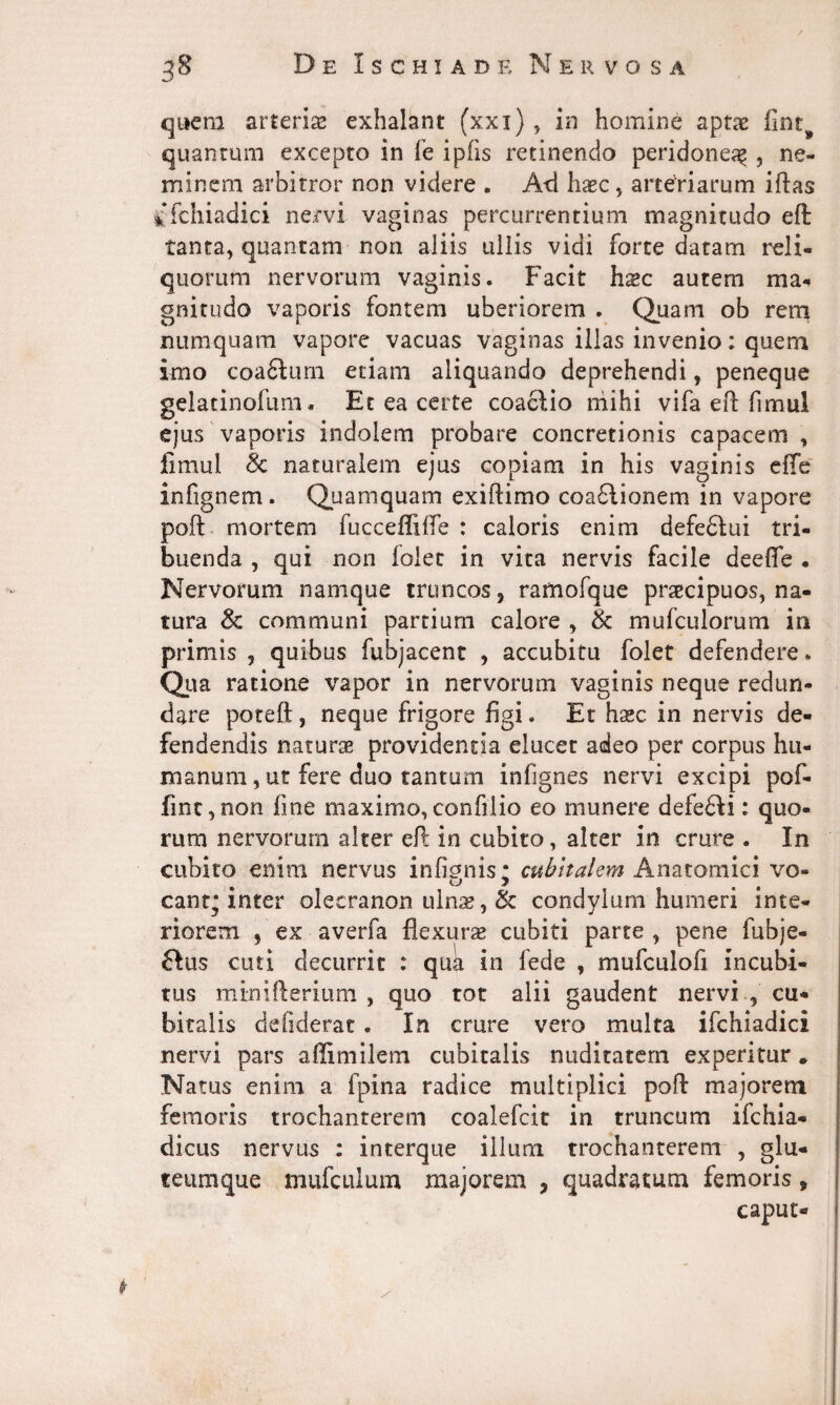 quem arterias exhalant (xxi) , in homine aptae fint^ quantum excepto in Te i piis retinendo peridonea^, ne¬ minem arbitror non videre . Aci haec, arteriarum illas iffchiadici nervi vaginas percurrentium magnitudo elt tanta, quantam non aliis ullis vidi forte datam reli¬ quorum nervorum vaginis. Facit hxc autem ma¬ gnitudo vaporis fontem uberiorem . Quam ob rem numquam vapore vacuas vaginas illas invenio: quem imo coafilum etiam aliquando deprehendi, peneque gelatinofum. Et ea certe coaclio mihi vifa eft fimul ejus vaporis indolem probare concretionis capacem , fimul & naturalem ejus copiam in his vaginis efTe infignem. Quamquam exiftimo coaflionem in vapore poft mortem fucceffiffe : caloris enim defe&ui tri¬ buenda , qui non iolet in vita nervis facile deeffe . Nervorum namque truncos, ramofque praecipuos, na¬ tura Sc communi partium calore , & mufculorum in primis , quibus fubjacent , accubitu folet defendere. Qua ratione vapor in nervorum vaginis neque redun¬ dare poteft , neque frigore figi. Et haec in nervis de¬ fendendis naturae providentia elucet adeo per corpus hu¬ manum, ut fere duo tantum infignes nervi excipi pof- fint,non fine maximo,confiiio eo munere defe£li: quo¬ rum nervorum alter eft in cubito, alter in crure . In cubito enim nervus infimiis: cubitalem Anatomici vo- canr; inter olecranon ulnae, & condylum humeri inte¬ riorem , ex averfa flexuras cubiti parte , pene fubje- 6Ius cuti decurrit : quk in fede , mufculofi incubi¬ tus minifterium , quo tot alii gaudent nervi , cu¬ bitalis defiderat. In crure vero multa ifchiadici nervi pars affimilem cubitalis nuditatem experitur. Natus enim a fpina radice multiplici poft majorem femoris trochanterem coalefcit in truncum ifchia- dicus nervus : interque illuni trochanterem , glu- teumque mufculum majorem , quadratum femoris, caput-