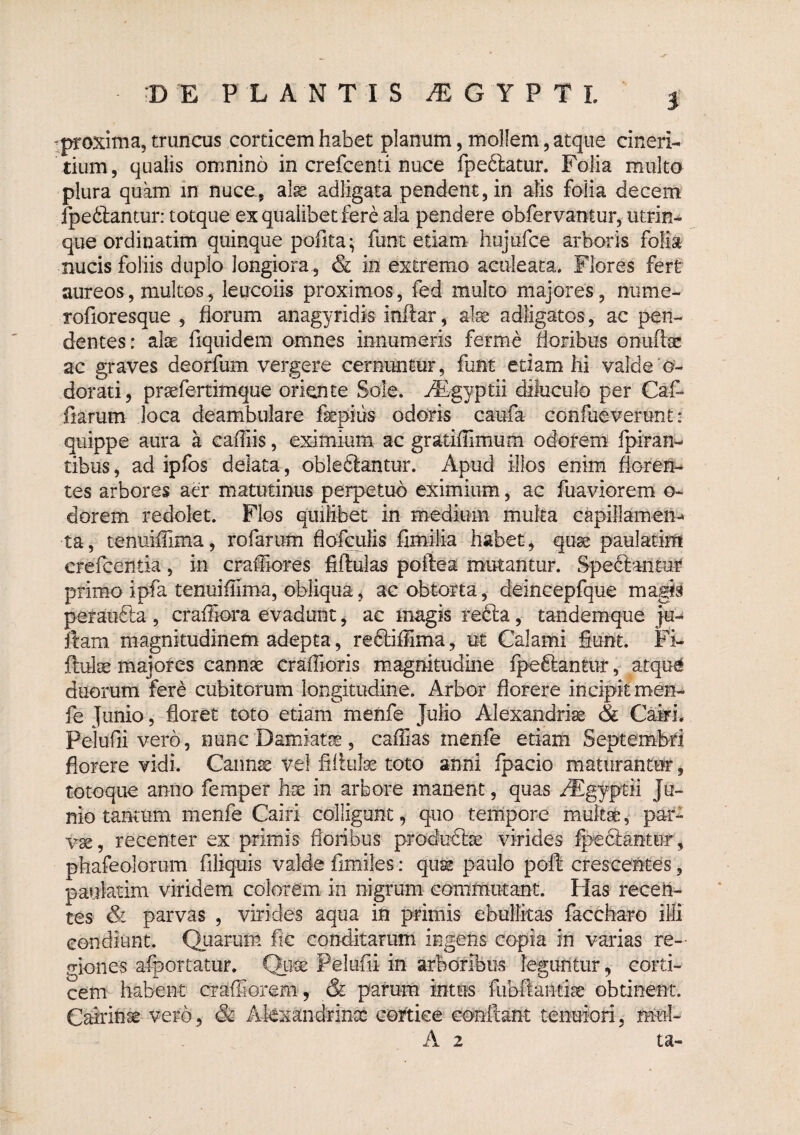 D E PLANTIS iE G Y P T L i j^oxima, truncus corticem habet planum, mollem, atque cineri- tium, qualis omnino in crefcenti nuce fpeftatur. Folia multo plura quam in nuce, alge adligata pendent, in alis folia decem fpedlantur; totque ex qualibet fere ala pendere obfervantur, utrin- que ordinatim quinque pofita; funt etiam hujufce arboris folia nucis foliis duplo longiora , & in extremo aculeata. Flores fert aureos, multos, leucoiis proximos, fed multo majores, nume- rofioresque , florum anagyridis inftar, ate adligatos, ac pen¬ dentes: alae fiquidem omnes innumeris ferme floribus onuftas ac graves deorfum vergere cernuntur, funt etiam hi valde o- dorati, prgefertimque oriente Sole. ^Egyptii diluculo per Caf- fiarum loca deambulare fepius odoris caufa confueverunt : quippe aura a cafliis, eximium ac gratiflimum odorem fpiran-' tibus, ad ipfos delata, obleftantur. Apud illos enim floren¬ tes arbores aer matutinus perpetuo eximium, ac fuaviorem o- dorem redolet. Flos quilibet in medium multa capillamen¬ ta, tenuiflima, rofarum flofculis fimilia habet, quse paulatim crefcentia, in crafliores fiftulas poftea mutantur. Spedlantui' primo ipfa tenuiflima, obliqua, ac obtorta, deiiicepfque magis peraudta , crafliora evadunt, ac magis refta, tandemque ju- ftam magnitudinem adepta, reftiflima, ut Calami fiunt. Fi- ftulte majores cannae craflioris magnitudine fpe6lanmr, atque» duorum fere cubitorum longitudine. Arbor florere incipitmen- fe Junio, floret toto etiam menfe Julio Alexandri^ & C^u Pelufii vero, nunc Damiatge, caflias menfe etiam Septembri florere vidi. Caimse vel fifitife toto anni fpacio matiiranttrr, totoque anno femper h:£ in arbore manent, quas ^gyptii Ju¬ nio tantum menfe Cairi colligunt, quo tetripore mukst, par¬ vae, recenter ex primis floribus produdiae virides Ipe&antur, phafeolorum filiquis valde fimiles: qu^ paulo pofi crescentes, paiiktim viridem colorem in nigrum commutant. Has recen¬ tes & parvas , virides aqua in primis ebuffitas faccharo ilii condiunt. Quarum fle conditarum ingens copia in varias re¬ giones afportatur. Quae Pelufii in arboribus leguntur, corti¬ cem habent crafliorem , & parum intus fabflantise obtinent. Cairin^ vero, & Akxandrinx cortice confiant tenuiori, mul- A 2 ta-
