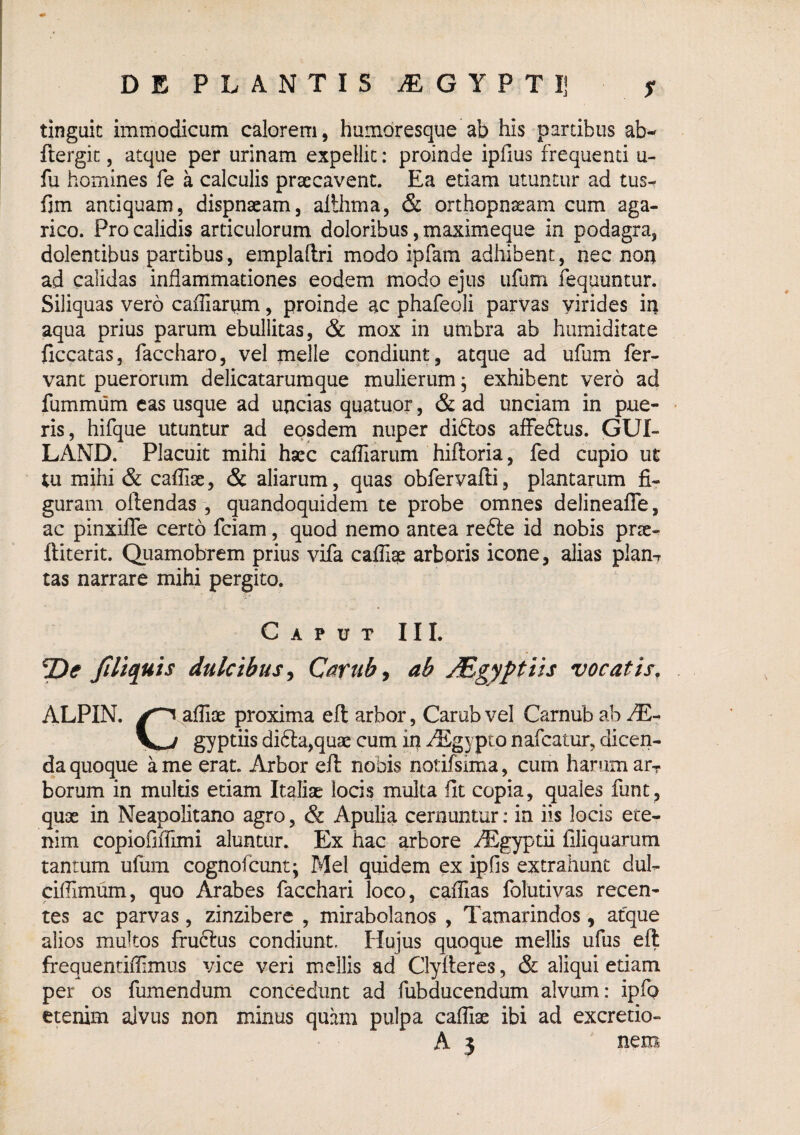 tinguic immodicum calorem, humoresque ab his partibus ab- ftergic, atque per urinam expellit: proinde ipfius frequenti u- fu homines fe a calculis praecavent. Ea etiam utuntur ad tus^ fim antiquam, dispnaeam, allhma, & orthopnjsam cum aga- rico. Pro calidis articulorum doloribus, maximeque in podagra, dolentibus partibus, emplaftri modo ipfam adhibent, nec non ad calidas inflammationes eodem modo ejus ufum fequuntur. Siliquas vero caffiarnm, proinde ac phafeoli parvas virides in aqua prius parum ebullitas, & mox in umbra ab humiditate ficcatas, faccharo, vel meile condiunt, atque ad ufum fer¬ vant puerorum delicatarumque mulierum, exhibent vero ad fummum eas usque ad uncias quatuor, & ad unciam in pue¬ ris, hifque utuntur ad eosdem nuper didlos aifeftus. GUI- LAND. Placuit mihi haec cafTiarum hiftoria, fed cupio ii£ tu mihi & caflix, & aliarum, quas obfervafti, plantarum guram oftendas , quandoquidem te probe omnes delineafle, ac pinxilTe certo fciam, quod nemo antea refte id nobis prse-^ ftiterit. Quamobrem prius vifa caffiqe arboris icone, alias plan-r tas narrare mihi pergito. Caput III. Jlliquis dulcibus^ C^rub^ ab Mgyptiis vocatis, ALPIN. afliae proxima eft arbor, Carub vel Carnub ab gyptiis di6la,quae cum in i^^gypto nafcatur, dicen¬ da quoque a me erat. Arbor eft nobis notifsima, cum harum arr borum in multis etiam Italiae locis multa fit copia, quales funt, quae in Neapolitano agro, & Apulia cernuntur: in iis locis ete¬ nim copiofiilimi aluntur. Ex hac arbore ^Egyptii Aliquarum tantum ufum cognofcunt; Mei quidem ex ipfis extrahunt dul- ciflimum, quo Arabes facchari loco, caffias folutivas recen¬ tes ac parvas, zinzibere , mirabolanos , Tamarindos, atque alios multos fruftus condiunt. Hujus quoque mellis ufus eft ffequentiflimus vice veri mellis ad Clyfteres, & aliqui etiam per os fumendum concedunt ad fubducendum alvum: ipfo etenim alvus non minus quam pulpa cafliae ibi ad excretio-