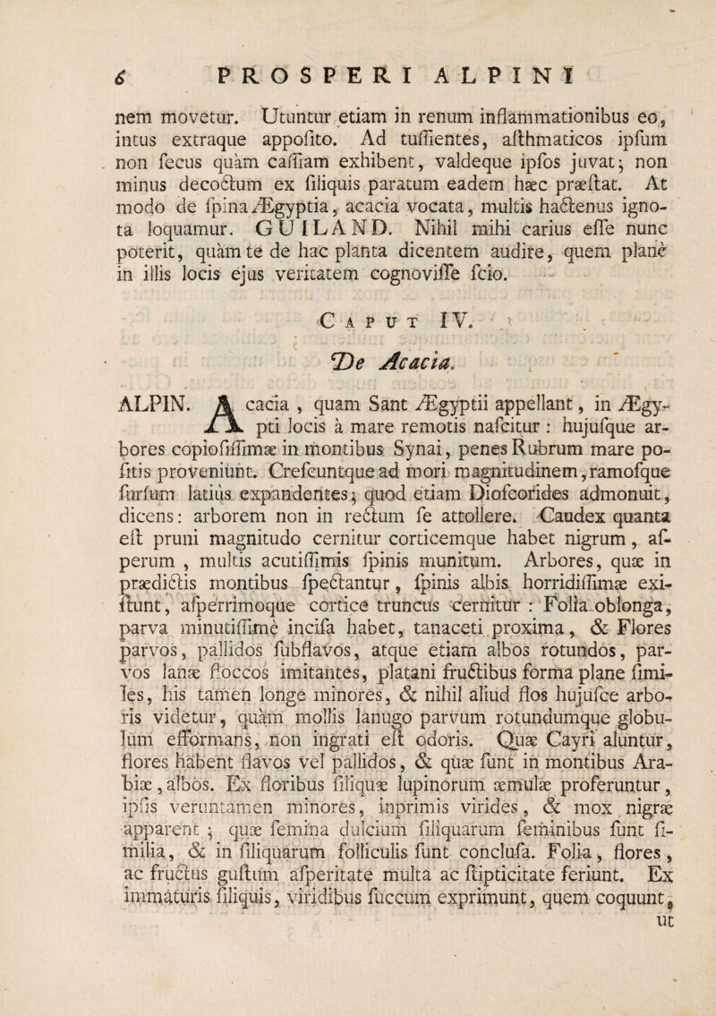 nem movetur. Utuntur etiam in renum inflammationibus eo,, intus extraque appofito. Ad tuffientes, afthmadcos ipfum non fecus quam caiUam exhibent, valdeque ipfos juvat^ non minus decoctum ex filiquis paratum eadem haec praeilat. At modo de fpina iEgyptia, acacia vocata, multis haftenus igno¬ ta loquamur. GUILAND. Nihil mihi carius cfTe nunc poterit, quam te de hac planta dicentem audire, quem plane in illis locis ejus veritatem cognovifTe fcio. Caput I V. '.' 2)^ Acacia. ALPIN. ^ cacia , quam Sant i^gyptii appellant, in ^Egy,- xJL pti locis a mare remotis nafcitur : hujufque ar¬ bores copiofiffimse in montibus Synai, penes Rubrum mare po- fitis proveniunt. Crefeuntquead mori magnitudinem,ramofque furfurn latius expandentes^ quod etiam Diofeofides admonuit, dicens: arborem non in reftum fe attollere. _:Caudex quanta eft pruni magnitudo cernitur cordcemque habet nigrum, aC* perum , multis acutiffimis Ipinis munitum. Arbores, quse in praediftis montibus fpeftantqr, Ipinis albis horridiffimse exi- iiunt, afperrimoque cortice truncus cernitur : Folia.oblonga, parva minutiffime incifa habet, tanaceti proxima, & Flores parvos, pallidos fubflavos, atque etiam albos rotundos, par¬ vos lanae floccos imitantes, platani fruftibus forma plane fimi- les, his tanien longe minores, & nihil aliud flos hujufce arbo¬ ris videtur, quam' mollis lanugo parvum rotundumque globu¬ lum efformans, non ingrati eft odoris. Quae Cayri aluntur, flores habent flavos vel pallidos, & qiiae funt in mondbus Ara¬ biae , albos. Ex floribus filiquae lupinorum oemufe proferuntur, ipfis vernntamen minores, inprimis virides, & mox. nigrae apparent ; quae femina dulcium Aliquarum feminibus funt fi- milia, & in Aliquarum folliculis funt conclufa. Folia, flores, ac fru6lus guftiim afperitate multa ac ftipticitate feriunt. Ex inimatufis. Aliquis, viridibus fuccurn exprimunt, quem coquunt^ ut