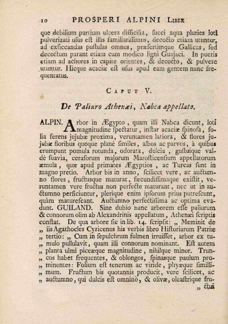 que debilium partium ulcera dilEcilia, fucci aqua pluries loti pulverizaci ufus eft illis familiariffimus, decofto etiam utuntur, ad exficcandas pullulas omnes, praefertimque Gallicas, fed decodlum parant etiam cum modico ligni Guajaci. In pueris etiam ad achores in capite orientes, & decofto, & pulvere ,utuntur. Hicqiie acacite eft ufus apud eam gentem nunc fre-* quentatus. C A P U T V. Ve T alturo Athenai^ Kabca appellato, « ■. ALPIN. \ rbor in -^gypto , quam illi Nabca dicunt, loti xJl. magnitudine fpeftatur, inftar acaciae fpinofa, fo¬ lia ferens jujuboe proxima, veruntamen latiora, & flores ju- jubse floribus quoque plane fimiles, albos ac parvos, a quibus erumpunt pomula rotunda, odorata, dulcia , guiluique val¬ de fuavia, ceraforum majorum Marofticenfium appellatorum semula , quae apud primates JEgyptios , ac Tureas funt in magno pretio. Arbor bis in anno, fcilicet vere, ac auilum- no flores, fruftusque maturat, faecundiflimaque exiftit, ve¬ runtamen vere fruftus non perfe6le maturant, nec ut in au- ftumno perficiuntur, plerique enim ipforum prius putrefeunt, quam maturefeant. Audlumno perfeftiflima ac optima eva¬ dunt. GUILAND. Sine dubio nane arborem elTe paliurum & connorum olim ab Alexandrinis appellatum, Athenaei feriptis conflat. De qua arbore fic inlib. 14. fcripfit: „ Meminit de „ iis Agathocles Cyzicenus his verbis libro Hiftoriarum Patriae 3, tertio: „ Cum in fepulchrum fulmen irruilTet, arbor ex tu- „ mulo pullulavit, quam illi connorum nominant. Eft autem 35 planta ulmi piceaeque magnitudine , nihilque minor. Trun- 5, cos habet frequentes, & oblongos, Ipinasque paulum pro- 3, minentes: Folium eft tenerum ac viride, phyaeque fimilli- 3, mum. Fru6lum bis quotannis producit, vere Icilicet, ac 33 auStvimno3 qui dulcis eft omnino5 & olivae, oleaftrique fru- 3?