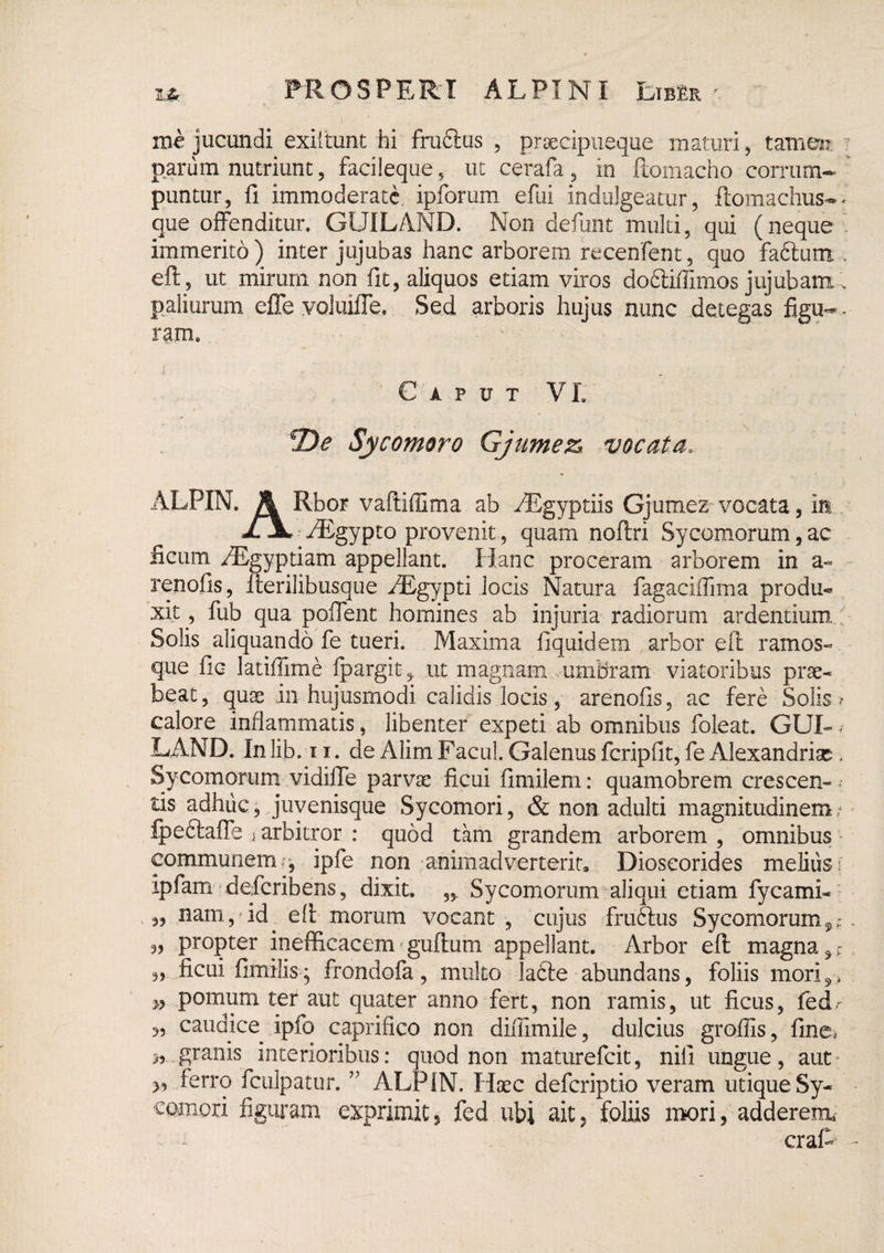 FROSPERT ALPINI Ltb£r ^ 1.^. jucundi exiltunt hi fruftus , pr^ecipiieque maturi, taxiiei? parum nutriunt, facileque, uc cerafa, in fi:oiTiacho corrum- puntur, fi immoderate ipforum efui indiilgeatur, ftomachus-^ que offenditur. GUILAND. Non defunt multi, qui (neque' immerito) inter jujubas hanc arborem recenfent, quo fadlutTi. eft, ut mirum non fit, aliquos etiam viros dodliffimos jujubami paliurum effe voluiffe. Sed arboris hujus nunc detegas figu- - ram. Caput VL Sycomoro Gjumez^ vocata, ALPIN, A Rbor vaftiffima ab ^gyptiis Gjumez-vocata, in , xlL• iEgypto provenit, quam noftri Sycomorum, ac ^ ficum ^gyptiam appellant. Hanc proceram arborem in a» renofis, fterilibusque >®gypti locis Natura fagaciffima produ¬ xit, fub qua poffent homines ab injuria radiorum ardentium,.., Solis aliquando fe tueri. Maxima fiquidem arbor eft: ramos¬ que fic latiffirne Ipargit, ut magnam umbram viatoribus prae¬ beat, quae in hujusmodi calidis locis, arenofis, ac fere Solis? calore inflammatis, libenter expeti ab omnibus foleat. GUI- ^ LAND. In lib. 11. de Alim Facul. Galenus fcripfit, fe Alexandrisc, Sycomorum vidiffe parvae ficui fimilem: quamobrem crescen- ^ tis adhuc,..juyenisque Sycomori, & non adulti magnitudinem fpeftaffe ^ arbitror : quod tam grandem arborem , omnibus communem?’, ipfe non animadverterit, Dioseorides meliusi ipfam'deferibens, dixit. Sycomorum aliqui etiam fycami- nam,'id ^ eft morum vocant, cujus fru61us Sycomorum 5,;, 3, propter inefficacem^guftum appellant. Arbor eft magna,^ 3, ficui fimilis* frondofa, multo ladle abundans, foliis mori,, pomum ter aut quater anno fert, non ramis, ut ficus, fedr „ caudice ipfo caprifico non diflimile, dulcius grofiis, fme> granis interioribus: quod non maturefeit, nili ungue, aut- ferro fculpatur.'' ALPIN. Haec deferiptio veram utique Sy¬ comori figuram exprimit j fed ubi a-it, foliis nK)ri, adderem. craf- -