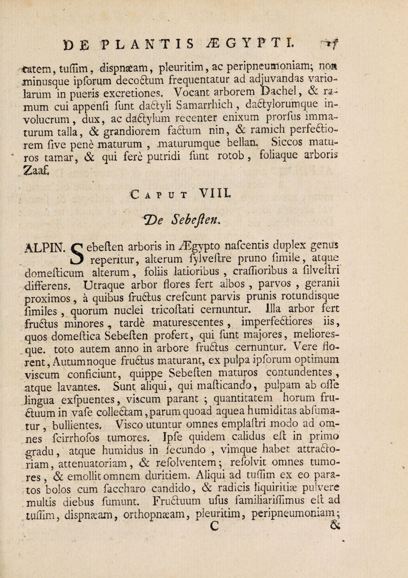 DE PLANTIS ^ G Y P T I. vf «atem, tufllm, dispnaeam, pleuritim, ac peripneumoniam; nan ininusque ipforutTi deco6lum frequentatur ad adjuvandas vario- larum in pueris excretiones. Vocant arborem Dachel, & ra¬ mum cui appenfi funt daayli Samarrhich , daaylorum.que in¬ volucrum, dux, ac daayium recenter enixum prorfus imrna- turum talla, & grandiorem faaum nin, & ramich perfeaio- rem live pene maturum , maturumque bellatu Siccos matu- ■ ros tamar, & qui fere putridi funt rotob, foliaque arboris Zaa£ C A P O T VIIL 2)^ Sebefien. ALPIN. C ebellen arboris in iPgypto nafcentis duplex genus ^ reperitur, alterum fyiveftre pruno fimile, atque domefticum alterum, foliis latioribus, craffioribus a filveliri differens. Utraque arbor flores fert albos, parvos , geranii proximos, a quibus fruftus crefcunt parvis prunis rotundisque fimiles, quorum nuclei tricoflati cernuntur. Illa arbor fert frudlus minores, tarde maturescentes, imperfeftiores iis, quos domeflica Sebefien profert, qui funt majores, meliores- que. toto autem anno in arbore frudlus cernuntur. Vere flo¬ rent, Autumnoque fructus maturant, ex pulpa ipforum optimum viscum conficiunt, quippe Sebeften maturos contundentes, atque lavantes. Sunt aliqui, qui mafticando, pulpam ab offe lingua exfpuentes, viscum parant ; quantitatem horurn^ frii- ftuumin vafe colle&am, parum quoad aqueahumiditas abfuma- tur, bullientes. Visco utuntur omnes emplaflri modo ad om¬ nes fcirrhofos tumores. Ipfe quidem calidus ell in primo gradu,' atque humidus in fecundo , vimque habet attradlo- riam, attenuatoriam, & refolventemrefolvit omnes tumo¬ res , & emollit omnem duritiem. Aliqui ad tuflim ex eo para¬ tos bolos cum faccharo candido, & radicis liquiritiae pulvere , multis diebus fumunt. Fru6luum ufus familiariffimus ell ad tuflim, dispnteam, orthopnsam, pleuritim, peripneumoniam; C &