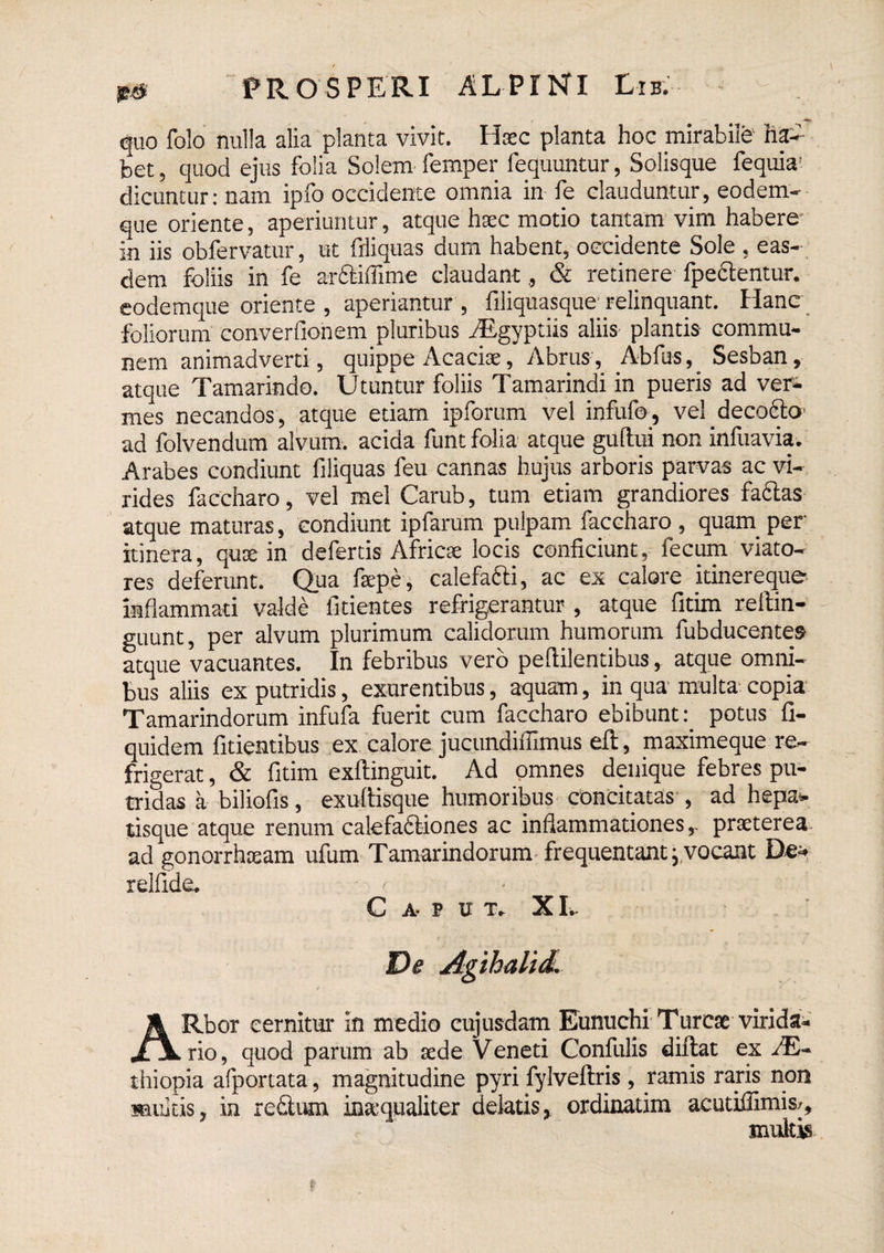 quo folo nulla alia planta vivit. Haec planta hoc mirabile^ hr- bet 5 quod ejus folia Solem femper fequuntur, Solisque fequia’ dicuntur: nam ipfo occidente omnia in fe clauduntur, eodem- que oriente, aperiuntur, atque haec motio tantam’ vim habere^ in iis obfervatur, ut friiquas dum habent, occidente Sole , eas¬ dem foliis in fe arfliiTime claudant, & retinere fpeftentur. eodemque oriente , aperiantur , filiquasque'relinquant. Hanc foliorum converiionem pluribus iEgyptiis aliis plantis commu¬ nem animadverti, quippe Acaciae, Abrus, Abfus,^ Sesban, atque Tamarindo. Utuntur foliis Tamarindi in pueris ad ver^ mes necandos, atque etiam ipforum vel infufo , vel decolo- ad folvendum alvum, acida funt folia atque gullui non infuavia. Arabes condiunt filiquas feu cannas hujus arboris parvas ac vi¬ rides faccharo, vel mei Carub, tum etiam grandiores faftas ' atque maturas, condiunt ipfarum pulpam faccharo , quam^ per itinera, quje in defertis Africae locis conficiunt, fecum viato¬ res deferunt. Qua fsepe, calefafti, ac ex calore itinereque inflammati valde fitientes refrigerantur , atque fitim reftin- guunt, per alvum plurimum calidorum humorum fubducentea atque vacuantes. In febribus vero peftilentibus, atque omni¬ bus aliis ex putridis, exurentibus, aquam, in qua'multa^copia Tamarindorum infufa fuerit cum faccharo ebibunt:^ potus fi- quidem fidentibus ex'calore jucundiiTimus eft, maximeque re¬ frigerat , & fitim exftinguit. Ad omnes denique febres pu¬ tridas a biliofis, exuftisque humoribus concitatas', ad hepa^ tisque atque renum calefaftiones ac inflammationes,, praeterea ad gonorrhasam ufum Tamarindorum-frequentant, vocant De^ relfide. C A- P U T. XL De j^gihalid ARbor cernitur in medio cujusdam Eunuchi'Tureae virida^ rio, quod parum ab aede Veneti Confulis diftat ex iE- thiopia afportata, magnitudine pyri fylveftris, ramis raris non militis, in redliun inaequaliter delatis, ordinarim acutiflimis/, multis