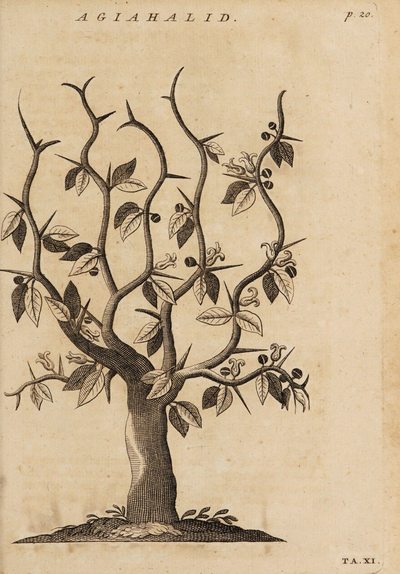 TA.XI .