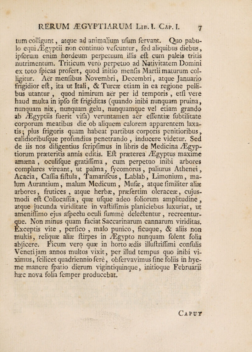 tum colligunt, atque ad animalium ufum fervant. Quo pabu¬ lo equiAEgyptii non continuo vefcuntur, fed aliquibus diebus, ipforum enim hordeum perpetuum illis eft cum paleis tritis nutrimentum. Triticum vero perpetuo ad Nativitatem Domini ex toto fpicas profert, quod initio menfis Martii maturum col¬ ligitur. Aer menfibus Novembri, Decembri, atque Januario frigidior eft, ita ut Itali, & Tureae etiam in ea regione pelli¬ bus utantur , quod nimirum aer per id temporis , etfi vere haud multa in ipfo fit frigiditas (quando inibi nunquam pruina, nunquam nix, nunquam gelu, nunquamque vel etiam grando ab AEgyptiis fuerit vifa) veruntamen aer effentiae fubtilitate corporum meatibus die ob aliquem calorem apparentem laxa¬ tis; plus frigoris quam habeat partibus corporis penitioribus, calidioribufque profundius penetrando , inducere videtur. Sed de iis nos diligentius fcripfimus in libris de Medicina AEgyp- tiorum praeteritis annis editis. Eft praeterea AEgyptus maxime amaena , oculifque gratiflima , cum perpetuo inibi arbores complures vireant, ut palma, fycomorus , paliurus Athenei Acacia, Cafiiafiftula, Tamarifcus, Lablab, Limonium, ma¬ lum Aurantium, malum Medicum , Mufae, atque fimiliter aliae arbores, frutices, atque herbae, praefertim oleraceae, cujus- modi eft Collocaftia, quae ufque adeo foliorum amplitudine atque jucunda viriditate in vaftifiimis planiciebus luxuriat, ut ameniffimo ejus afpeclu oculi fumme dele&entur , recreentur- que. Non minus quam faciat Saccarinarum cannarum viriditas. Exceptis vite , perfico , malo punico, ficuque, & aliis non multis, reliquae aliae ftirpes in AEgypto nunquam folent folia abjicere. Ficum vero quae in horto aedis illuftriftlmi confulis Veneti jam annos multos vixit, per illud tempus quo inibi vi¬ ximus , fcilicet quadriennio fere, obfervavimus fine foliis in hye- me manere fpatio dierum vigintiquinque, initioque Februarii haec nova folia femper producebat. Caput
