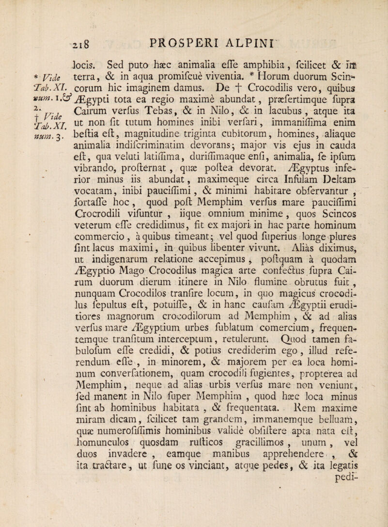 locis. Sed puto haec animalia efle amphibia, fcilicet & iit * Vide terra, & in aqua promifcue vivenda. * Horum duorum Scii> Tab.XL eorum hic imaginem damus. De f Crocodilis vero, quibus iEgypti tota ea regio maxime abundat, praefertimque fupra 2d T/-j Cairum verfus Tebas, & in Nilo, & in lacubus , atque ita Tab *XI llt non ^IC tLltLim homines inibi verfari, immaniflima enim num, 3.* beftiaeft, magnitudine triginta cubitorum, homines, aliaque animalia indiferiminatim devorans; major vis ejus in cauda eft, qua velud latiflima, duriflimaque enfi, animalia, fe ipfum vibrando, profternat , quse poflea devorat. HDgyptus infe¬ rior minus iis abundat, maximeque circa Infuiam Deltam vocatam, inibi pauciflimi, & minimi habitare obfervantur , fortafle hoc, quod poli Memphim verfus mare pauciffimi Crocrodili vifuntur , iique omnium minime , quos Scincos veterum elfe credidimus, fit ex majori in hac parte hominum commercio, a quibus timeant; vel quod fiiperius longe plures fint lacus maximi , in quibus libenter vivunt. Alias diximus, ut indigenarum relatione accepimus , poli quam a quodam AEgyptio Mago Crocodilus magica arte confedlus fupra Cai¬ rum duorum dierum itinere in Nilo flumine obrutus fuit, nunquam Crocodilos tranfire locum, in quo magicus crocodi¬ lus fepultus ell, potuifle, & in hanc caufam /Egyptii erudi¬ tiores magnorum crocodilorum ad Memphim , & ad alias verfus mare fiEgyptium urbes fublatum comercium, frequen- temque tranfitum interceptum, retulerunt. Quod tamen fa- bulofum efle credidi, & potius crediderim ego, illud refe¬ rendum efle , in minorem, & majorem per ea loca homi¬ num converfationem, quam crocodili fugientes, propterea ad Memphim, neque, ad alias urbis verfus mare non veniunt, fed manent in Nilo fuper Memphim , quod hxc loca minus fint ab hominibus habitata , & frequentata. Rem maxime miram dicam, fcilicet tam grandem, im inanem que belluam, qusc numerofiflimis hominibus valide oblillere apta nata ell, homunculos quosdam rulticos gracillimos , unum, vel duos invadere , eamque manibus apprehendere , & itatra&areut fune os vinciant, atque pedes, & ita legatis
