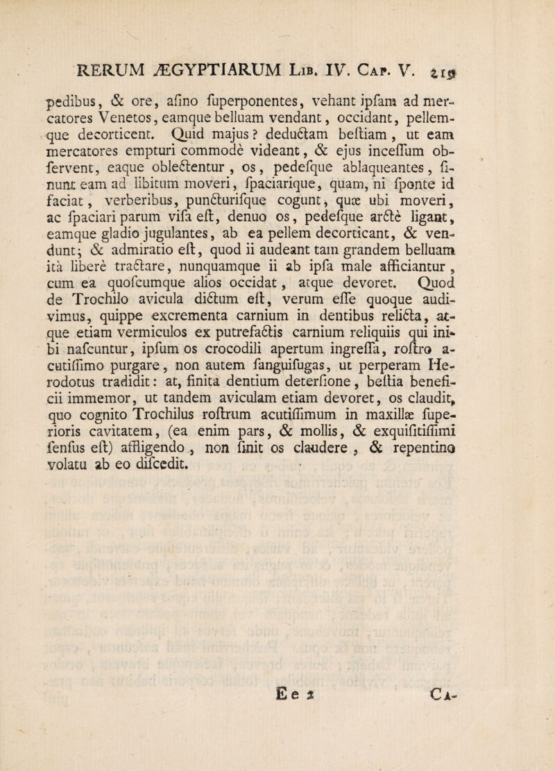 pedibus, & ore, afino fuperponentes, vehant ipfam ad mer¬ catores Venetos, eamquebelluam vendant, occidant, pellem¬ que decorticent. Quid majus ? dedudtam beftiam, ut eam mercatores empturi commode videant, & ejus incedam ob- fervent, eaque obledientur , os, pedefque ablaqueantes, li¬ nunt eam ad libitum moveri, fpaciarique, quam, ni fponte id faciat, verberibus, pundlurifque cogunt, quae ubi moveri, ac fpaciari parum vifa eft, denuo os, pedefque ar£le ligant, eamque gladio jugulantes, ab ea pellem decorticant, & ven¬ dunt j & admiratio eft, quod ii audeant tam grandem belluam ita libere traftare, nunquamque ii ab ipfa male afficiantur , cum ea quofcumque alios occidat, atque devoret. Quod de Trochilo avicula diftum eft, verum effe quoque audi¬ vimus, quippe excrementa carnium in dentibus relidla, at¬ que etiam vermiculos ex putrefadlis carnium reliquiis qui ini» bi nafcuntur, ipfum os crocodili apertum ingrefla, roftro a- cutiflimo purgare, non autem fanguifugas, ut perperam He¬ rodotus tradidit: at, finita dentium deterfione, beftia benefi¬ cii immemor, ut tandem aviculam etiam devoret, os claudit, quo cognito Trochilus roftrum acutiffimum in maxillae fupe- rioris cavitatem, (ea enim pars, & mollis, & exquifitifiimi fenfus eft) affligendo , non finit os claudere , & repentino volatu ab eo ducedit.