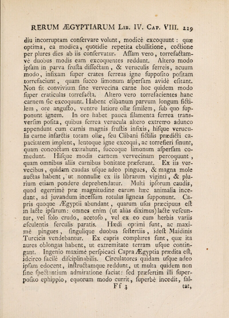 diu incorruptam confervare volunt, modice excoquunt : quae optima, ea modica, quotidie repetita ebullitione, cobtione per plures dies ab iis con fervatur. AfTam vero , torrefablam- ve duobus modis eam excoquentes reddunt. Altero modo iplaiii in parva frufta diffebtam , <& veruculis ferreis, acuum modo, infixam fuper crates ferreas igne fuppofito pofitam torrefaciunt, quam fucco limonum afperfam avide efitant. Non fit convivium fine vervecina carne hoc quidem modo fuper craticulas torrefabla. Altero vero torrefacientes hanc carnem fic excoquunt. Habent clibanum parvum longum fibli- iem , ore angufto, ventre latiore ollae fimilem, fub quo fup- ponunt ignem. In ore habet pauca filamenta ferrea trans- verfim pofita, quibus ferrea verucula altero extremo adunco appendunt cum carnis magnis fruftis infixis, hifque verucu¬ lis carne infarbtis totam ollae, feu Clibani fictilis praedibli ca¬ pacitatem implent, lentoque igne excoqui, ac torrefieri finunt, quam concobtam extrahunt, fucco que limonum afperfam co¬ medunt. Hifque modis carnem vervecinam percoquunt , quam omnibus aliis carnibus bonitate praeferunt. Ex iis ver¬ vecibus, quidam caudas ufque adeo pingues, & magna mole aubtas habent , ut nonnullae ex iis librarum viginci, & plu¬ rium etiam pondere deprehendatur. Multi ipforum caudis, quod egerrime prae magnitudine earum haec animalia ince¬ dant, ad juvandum incefllim rotulas ligneas fupponunt. Ca¬ pris quoque AEgyptii abundant , quarum ufus praecipuus eft in labte ipfarum: omnes enim (ut alias diximus) labie vefcun- tur, vel folo crudo, acetofo , vel ex eo cum herbis variis efculentis ferculis paratis. Haedi optimi funt, ac maxi¬ me pingues , finguliqiie duobus feftertiis , idefl: Maidinis Turcicis vendebantur. Ex capris complures funt, quae ita aures oblongas habent, ut extremitate terram ufque contin¬ gant. Ingenio maxime perfpicaci Capra AEgyptia praedita eft, idcirco facile difciplinabilis. Circulatores quidam ufque adeo ipfam edocent, infirubiamque reddunt, ut multa quidem non fine fpebhntium admiratione faciat: fed praefertim illi fuper- pofiio ephippio, equorum modo currit, fuperbe incedit,, fal- Ff 3 tat,.