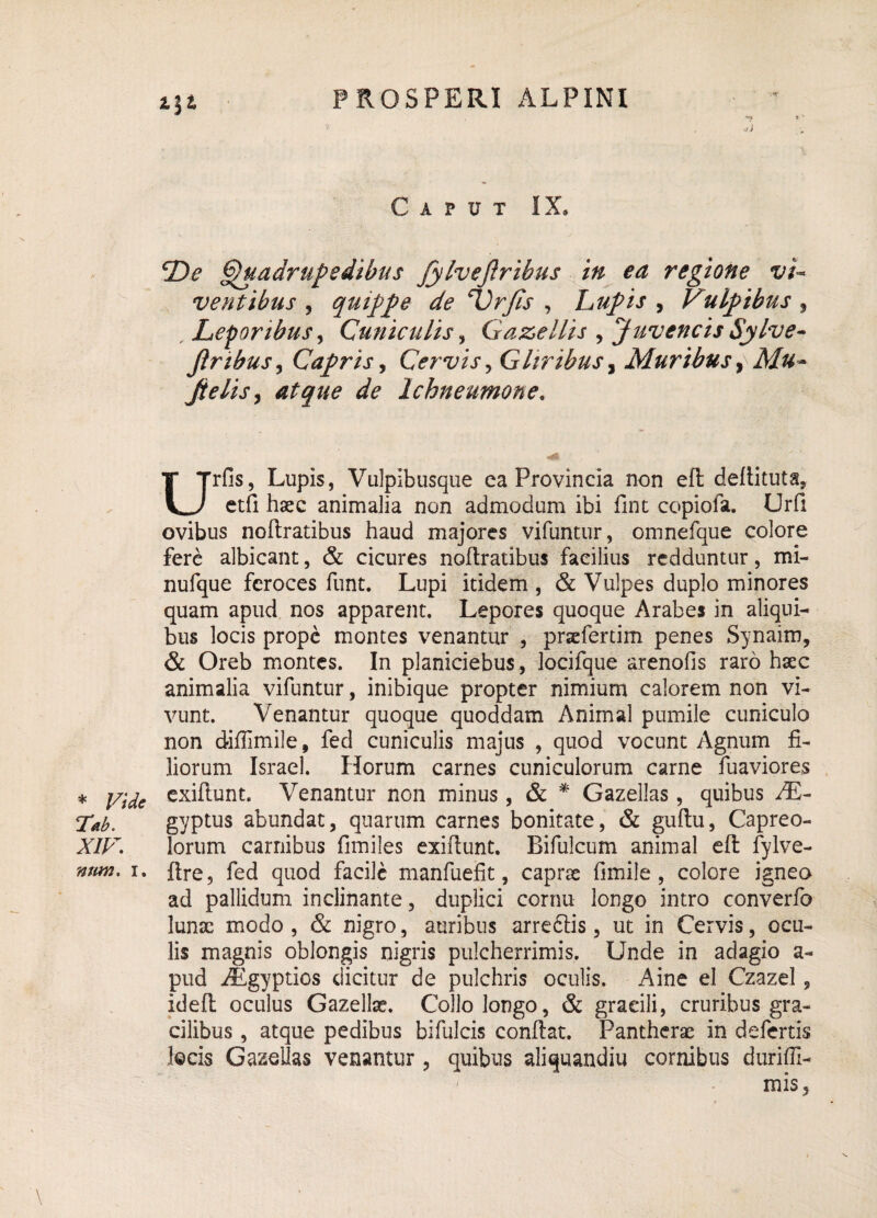 Caput IX, De Quadrupedibus Jylveflribus in ea regione vi¬ ventibus , qmppe de Drfis , Lupis , Vulpibus , Leporibus, Cuniculis, Gaz>ellis , JuvencisSylve- jlribus, Capris, Cervis, Gliribus, Muribus ,Mu- Jtelis, atque de Ichneumone. UrGs, Lupis, Vulpibusque ea Provincia non eft defiituta, etfi hgec animalia non admodum ibi fint copiofa. Urft ovibus noftratibus haud majores vifuntur, omnefque colore fere albicant, & cicures nofiratibus facilius redduntur, mi- nufque feroces funt. Lupi itidem , & Vulpes duplo minores quam apud nos apparent. Lepores quoque Arabes in aliqui¬ bus locis prope montes venantur , prsefertim penes Synaim, & Oreb montes. In planiciebus, locifque arenofis raro hxc animalia vifuntur, inibique propter nimium calorem non vi¬ vunt. Venantur quoque quoddam Animal pumile cuniculo non diffimile, fed cuniculis majus , quod vocunt Agnum fi¬ liorum Israel. Horum carnes cuniculorum carne fuaviores * Vide exifiunt. Venantur non minus, & * Gazellas, quibus /E- Tab. gyptus abundat, quarum carnes bonitate, & guftu, Capreo- XIF. lorum carnibus fimiles exifiunt. Bifulcum animal efl fylve- num. i. fire, fed quod facile manfuefit, caprae fimile, colore igneo ad pallidum inclinante, duplici cornu longo intro converfo lunsc modo , & nigro, auribus arreffis, ut in Cervis, ocu¬ lis magnis oblongis nigris pulcherrimis. Unde in adagio a- pud Aegyptios dicitur de pulchris oculis. Aine el Czazel, idefi oculus Gazelke. Collo longo, & gracili, cruribus gra¬ cilibus , atque pedibus bifulcis confiat. Pantherae in defertis locis Gazellas venantur, quibus aliquandiu cornibus duriffi- mis,