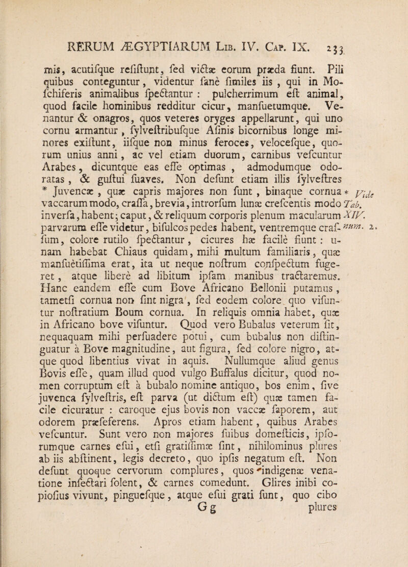 2J3 mis, acutifque refiftunt, feci viftae eorum praeda fiunt. Pili quibus conteguntur, videntur fane fimiles iis , qui in Mo- fchiferis animalibus fpedlantur : pulcherrimum eft animal, quod facile hominibus redditur cicur, manfuetumque. Ve¬ nantur & onagros, quos veteres oryges appellarunt , qui uno cornu armantur , fylveftribufque Afinis bicornibus longe mi¬ nores exiftunt, iifque non minus feroces, velocefque, quo¬ rum unius anni, ac vel etiam duorum, carnibus vefcuntur Arabes, dicuntque eas effe optimas , admodumque odo¬ ratas , & guftui fuaves, Non defunt etiam illis fylveftres * Juvencae , quae capris majores non funt , binaque cornua * vaccarum modo, craffa, brevia, introrfum lunae crefcentis modo Tab. inverfa, habent; caput, & reliquum corporis plenum macularum XIV. parvarum effe videtur, bifulcospedes habent, ventremque crafinum’ a* fum, colore rutilo fpeftantur, deures hae facile fiunt : u- nam habebat Chiaus quidam, mihi multum familiaris, quae manfuetiffima erat, ita ut neque noftrum conlpectum fuge¬ ret , atque libere ad libitum ipfam manibus tractaremus. Hanc eandem effe cum Bove Africano Bellonii putamus , tametfi cornua non fint nigra , fed eodem colore quo vifun- tur noftratium Boum cornua. In reliquis omnia habet, qux in Africano bove vifuntur. Quod vero Bubalus veterum fit, nequaquam mihi perfuadere potui, cum bubalus non diftin- guatur a Bove magnitudine, aut figura, fed colore nigro, at¬ que quod libentius vivat in aquis. Nullumque aliud gentis Bovis effe, quam illud quod vulgo Buffalus dicitur, quod no¬ men corruptum eit a bubalo nomine antiquo, bos enim, five juvenca fylveftris, eft parva (ut dictum eft) quas tamen fa¬ cile cicuratur : caroque ejus bovis non vaccse faporem, aut odorem praefeferens. Apros etiam habent, quibus Arabes vefcuntur. Sunt vero non majores finibus domefticis, iplo¬ rum que carnes efui, etfi gratiffimx fint, nihilominus plures ab iis abftinent, legis decreto, quo ipfis negatum eft. Non defunt quoque cervorum complures, quos indigenae vena¬ tione infedtari folent, & carnes comedunt. Glires inibi co- piofius vivunt, pinguefque, atque efui grati funt, quo cibo G g plures