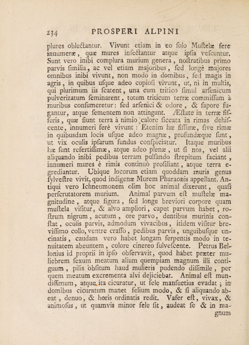 plures obledlantur. Vivunt etiam in eo folo Mufielse fere innumerae, quae mures infefiiantur atque ipfis vefcuntur. Sunt vero inibi complura murium genera, noliratibus primo parvis fimilia, ac vel etiam majoribus, fed longe majores omnibus inibi vivunt, non modo in domibus, fed magis in agris, in quibus ufque adeo copiofi vivunt, ut, ni in multis, qui plurimum iis fcatent, una cum tritico fimul arfenicum pulverizatum feminarent, totum triticum terrae commifTum a muribus confumeretur: fed arfenici & ociore , & fapore fu¬ gantur, atque fementem non attingunt. /Eflate in terrae fif- furis, quae fiunt terra a nimiojcalore ficcata in rimas dehif- cente, innumeri fere vivunt : Etenim hae fifiurae, five rimae in quibusdam locis ufque adeo magnae, profundaeque funt, ut vix oculis ipfarum fundus confpiciatur. Itaque muribus hae funt refertiffimae, atque adeo plenae, ut fi nos, vel alii aliquando inibi pedibus terram pulfando flrepitum faciant innumeri mures e rimis continuo profiliant, atque terra e- grediantur. Ubique locorum etiam quoddam muris genus lylveflre vivit, quod indigenae Murem Pharaonis appellant. An¬ tiqui vero Ichneumonem olim hoc animal dixerunt, quafi perferutatorem murium. Animal parvum eft multeloe ma¬ gnitudine , atque figura , fed longe breviori corpore quam muftela vifitur, & alvo ampliori, caput parvum habet, ro- flrum nigrum , acutum , ore parvo, dentibus murinis con¬ flat , oculis parvis, admodum vivacibus, itidem vifitur bre- viffimo collo, ventre crafio , pedibus parvis, unguibufque un¬ cinatis , caudam vero habet longam ferpemis modo in te¬ nuitatem abeuntem , colore cinereo fulvefcente. Petrus Rei- Ionius id proprii in ipfo obfervavit, quod habet praeter mu¬ liebrem fexum meatum alium quempiam magnum illi conti¬ guum , pilis obfitum haud mulieris pudendo difiimile , per quem meatum excrementa alvi dejiciebat. Animal efl mun- difiimum, atque ita cicuratur, ut fele manfuetius evadat ; in domibus cicuratum manet felium modo, & fi aliquando ab¬ eat , denuo, & horis ordinatis redit. Vafer efl, vivax, & animofus, ut quamvis minor fele fit, audeat fe & in ma¬ gnum