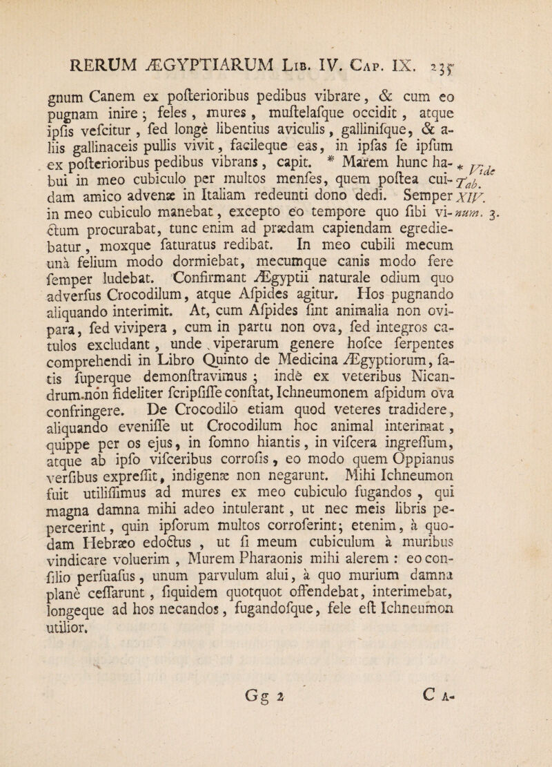 gnum Canem ex pofterioribus pedibus vibrare, & cum eo pugnam inire ; feles , mures, muftelafque occidit, atque ipfis vefcitur , fed longe libentius aviculis, gallinifque, & a- liis gallinaceis pullis vivit, facileque eas, in ipfas fe ipfum ex pofterioribus pedibus vibrans, capit. * Marem hunc ha- * y. ^ bui in meo cubiculo per multos menfes, quem poftea cui- s dam amico advenae in Italiam redeunti dono dedi. Semperx/X. in meo cubiculo manebat , excepto eo tempore quo fibi vi-num. 3. ctum procurabat, tunc enim ad praedam capiendam egredie¬ batur , moxque faturatus redibat. In meo cubili mecum una felium modo dormiebat, mecumque canis modo fere femper ludebat. Confirmant riEgyptii naturale odium quo adverfus Crocodilum, atque Afpides agitur. Hos pugnando aliquando interimit. At, cum Afpides fint animalia non ovi¬ para, fed vivipera , cum in partu non ova, fed integros ca¬ tulos excludant, unde . viperarum genere hofce ferpentes comprehendi in Libro Quinto de Medicina /Egyptiorum, fa¬ tis fuperque demonflravimus ; inde ex veteribus Nican- drum.non fideliter fcripfifle conflat, Ichneumonem afpidum ova confringere. De Crocodilo etiam quod veteres tradidere, aliquando eveniffe ut Crocodilum hoc animal interimat, quippe per os ejus, in fomno hiantis, in vifcera ingrefium, atque ab ipfo vifceribus corrofis, eo modo quem Oppianus verfibus expreffit, indigena non negarunt. Mihi Ichneumon fuit utiliffimus ad mures ex meo cubiculo fugandos , qui magna damna mihi adeo intulerant, ut nec meis libris pe¬ percerint, quin ipforum multos corroferint; etenim, a quo¬ dam Hebraeo edofilus , ut fi meum cubiculum a muribus vindicare voluerim , Murem Pharaonis mihi alerem : eo con- filio perfiiafus 5 unum parvulum alui, a quo murium damna plane ceffarunt, fiquidem quotquot offendebat, interimebat, longeque ad hos necandos, fugandofque, fele efl Ichneumon utilior.