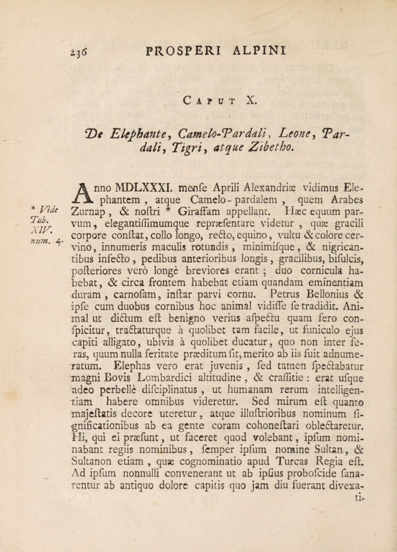 Caput X. ff De Elephante, Camelo-Tardalio Leone, p^r- daliy Ttgriy atque Zibetho. Anno MDLXXXI. menfe Aprili Alexandri^ vidimus Ele¬ phantem , atque Camelo-pardalem 9 quem Arabes '^Vide Zurnap , & noflri * Giraffam appellant. Haec equum par- vum, elegantifiimumque repraefentare videtur , quas gracili * 4> corpore confiat, collo longo, redfio, equino, vultu & colore cer- vino, innumeris maculis rotundis, minimifque, & nigrican¬ tibus infedlo , pedibus anterioribus longis, gracilibus, bifulcis, pofteriores vero longe breviores erant ; duo cornicula ha¬ bebat, & circa frontem habebat etiam quandam eminentiam duram , carnofam, inftar parvi cornu. Petrus Bellonius & ipfe cum duobus cornibus hoc animal vidiffe fe tradidit. Ani¬ mal ut didhim elt benigno verius afpeftu quam fero con- fpicitur, tradlaturque a quolibet tam facile, ut funiculo ejus capiti alligato, ubivis a quolibet ducatur, quo non inter fe¬ ras, quum nulla feritate praeditum fit, merito ab iis fuit adnume- ratum. Elephas vero erat juvenis, fed tamen fpedlabatur magni Bovis Lombardici altitudine , & craffitie : erat ufque adeo perbelle difciplinatus, ut humanam rerum intelligen- tiam habere omnibus videretur. Sed mirum efi quanto majeftatis decore uteretur, atque illuflrioribus nominum fi- gnificationibus ab ea gente coram cohoneftari obledlaretur. Hi, qui ei prsefunt, ut faceret quod volebant, ipfum nomi¬ nabant regiis nominibus, femper ipfum nomine Sultan, & Sultanon etiam , quae cognominatio apud Tureas Regia efl. Ad ipfum nonnulli convenerant ut ab ipfius probofeide fana¬ rentur ab antiquo dolore capitis quo jam diu fuerant divexa¬ ri*