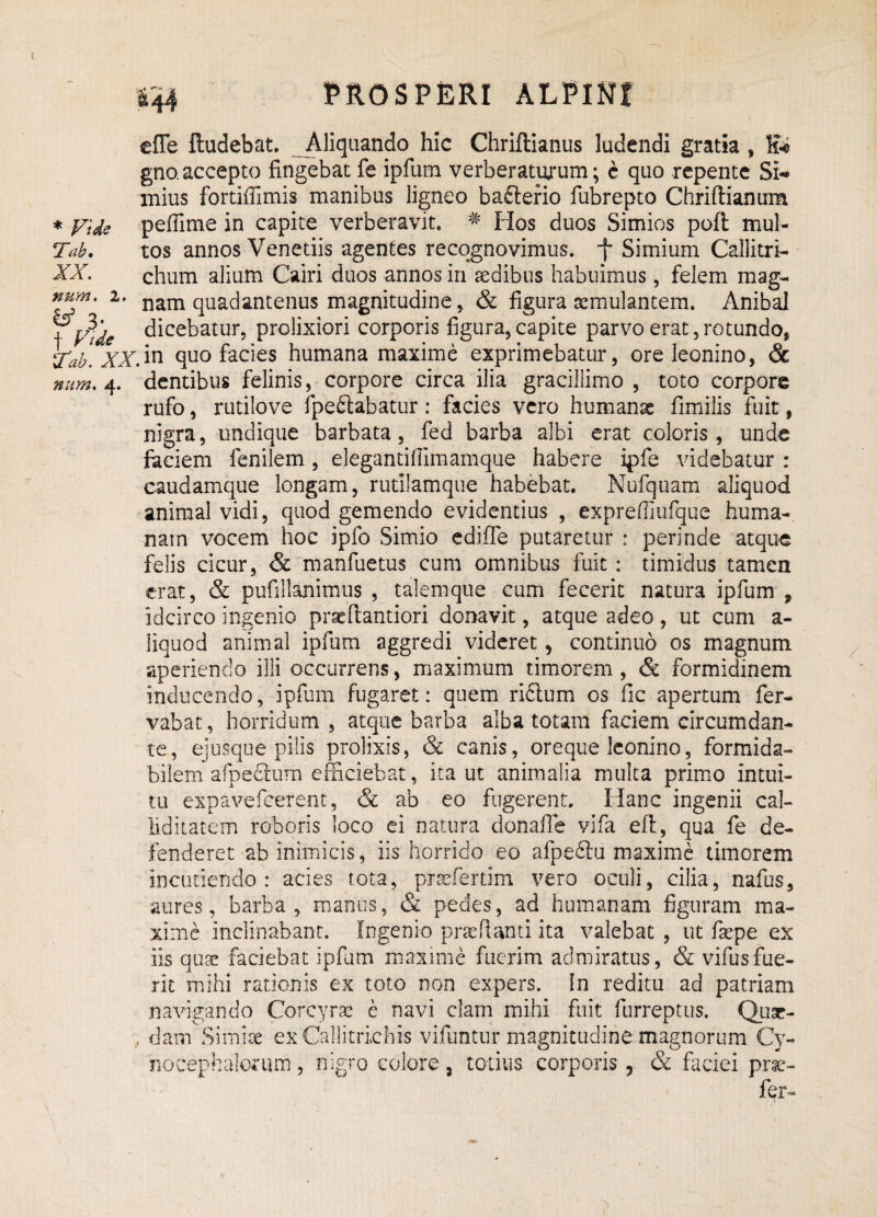effe ftudebat. Aliquando hic Chriflianus ludendi gratia , H-e gno. accepto fingebat fe ipfum verberaturum; c quo repente Si¬ mius fortiffimis manibus ligneo ba&erio fubrepto Chriflianum * Fide pefiime in capite verberavit. * Hos duos Simios pofl mul- Tab. tos annos Venetiis agentes recognovimus, f Simium Callitri- XX. chum alium Cairi duos annos in aedibus habuimus, felem mag- nu?n. 2. nam quadantenus magnitudine, & figura aemulantem. Anibal \ Fide dicebatur, prolixiori corporis figura,capite parvo erat,rotundo, Uab. XXM quo facies humana maxime exprimebatur, ore leonino, & num. 4. dentibus felinis, corpore circa ilia gracillimo , toto corpore rufo, rutilove fpeftabatur : facies vero humanae fimilis fuit, nigra, undique barbata, fed barba albi erat coloris, unde faciem fenilem , elegantiflimamque habere ipfe videbatur : caudamque longam, rutilamque habebat. Nufquam aliquod animal vidi, quod gemendo evidentius , exprefliufque huma¬ nam vocem hoc ipfo Simio ediffe putaretur : perinde atque felis cicur, & manfuetus cum omnibus fuit: timidus tamen erat, & pufillanimus , talemque cum fecerit natura ipfum , idcirco ingenio praeflantiori donavit, atque adeo, ut cum a- liquod animal ipfum aggredi videret, continuo os magnum aperiendo illi occurrens, maximum timorem, & formidinem inducendo, ipfum fugaret: quem ri£lum os fic apertum fer- vabat, horridum, atque barba alba totam faciem circumdan¬ te, ejusque pilis prolixis, & canis, oreque leonino, formida¬ bilem afpectum efficiebat, ita ut animalia multa primo intui¬ tu expavefcerent, & ab eo fugerent. Hanc ingenii cal¬ liditatem roboris loco ei natura donaffe vifa eft, qua fe de¬ fenderet ab inimicis, iis horrido eo afpeftu maxime timorem incutiendo: acies tota, prsefertim vero oculi, cilia, nafus, aures, barba, manus, & pedes, ad humanam figuram ma¬ xime inclinabant. Ingenio prae flanti ita valebat , ut faepe ex iis quae faciebat ipfum maxime fuerim admiratus, & vifusfue¬ rit mihi rationis ex toto non expers. In reditu ad patriam navigando Corcyrae e navi clam mihi fuit furreptus. Quae¬ dam Simiae ex Cailitrichis vifuntur magnitudine magnorum Cy¬ nocephalorum , nigro colore, totius corporis 3 & faciei prae¬ fer-