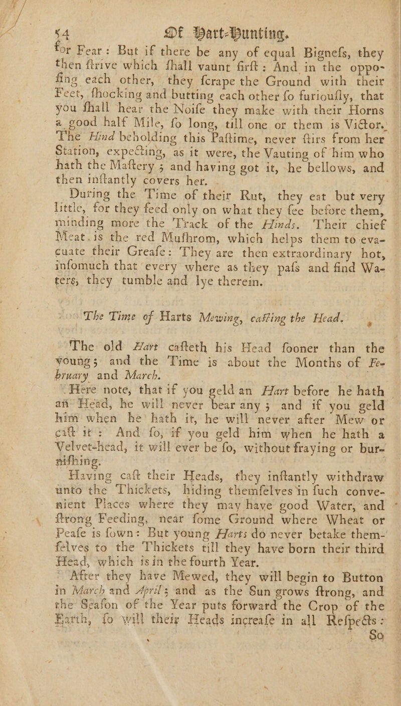 for Fear: But if there be any of equal Bignefs, they | then ftrive which fhall vaunt firft; And in the oppo-_ fing each other, they {crape the Ground with their ~ Feet, fhocking and butting each other fo furioufly, that you fhall hear the Noife they make with their Horns © a good half Mile, fo long, till one or them is Victor. | ‘The Hind bebolding this Paftime, never ftirs from her Station, expecting, as it were, the Vauting of him who ~ hath the Maftery 5 and having got it, he bellows, and then inftantly covers her. - | During the Time of their Rut, they eat but very little, for they feed only on what they fee before them, minding more the Track of the Aiimds. Their chief Meat.is the red Mufhrom, which helps them to eva- cuate their Greafe: They are then extraordinary hot, | infomuch that every where as they pafs and find Wa- ters, they tumble and lye therein. &amp; 00 The Time of Harts Mewing, casting the Head. The old Hart cafteth his Head fooner than the © young; and the Time is about the Months of E- bruary and March. Here note, that if you geld an HAfart before he hath — an Head, he will never bear any 3 and if you geld him when he’ hath it, he will never after Mew or cxf rt: And fo, if yeu geld him when he hath a Velvet-head, it will ever be fo, without fraying or bur= nifhing. Having caft their Heads, they inftantly withdraw unto the Thickets, hiding themfelves in fuch conve- nient Places where they may have good Water, and ~ ftrong Feeding, near fome Ground where Wheat or Peafe 1s fown: But young Harts do never betake them- felves to the Thickets till they have born their third Head, which isin the fourth Year. | | After they have Mewed, they will begin to Button in March and April; and as the Sun grows ftrong, and the Scafon of the Year puts forward the Crop of the So