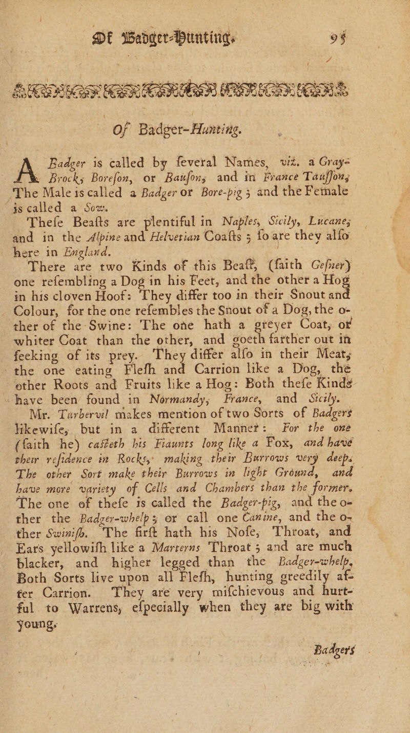 | nde Gis, | ESAS CRED CS Of Badger-Aunting. A Badger is called by feveral Names, wz. a Gray- pe Brock; Borefon, or Baufons and in France Tauffon, The Male iscalled a Badger or Bore-pig 3 and the Female js called a Sow. , Thefe Beafts are plentiful in Naples, Sicily, Lucane; and in the Alpine and Helvetian Coafts 5 to are they alfo here in England. Biwi | There are two Kinds of this Beaft, (faith Gefxer) one refembling a Dog in his Feet, and the other a Hog in his cloven Hoof: They differ too in their Snout and _ Colour, for the one refembles the Snout of a Dog, the o- ther of the Swine: The one hath a greyer Coat, of whiter Coat than the other, and goeth farther out in feeking of its prey. They differ alfo in their Meat; the one eating Flefh and Carrion like a Dog, the ether Roots and Fruits like a Hog: Both thefe Kinds ~have been found in Normandy, France, and Sicily. Mr. Turbervil makes mention of two Sorts of Badgers Vikewife, but in a different Mannet: For the one (faith he) casteth his Fiaunts long like a Fox, and have their refidence in Rocks, making their Burrows very deeps The other Sort make their Burrows in hight Ground, and — Lave more variety of Cells and Chambers than the former. The one of thefe is called the Badger-pig, and the o- ther the Badger-whelps or call one Canine, and the o~ ther Swinifo. The firft hath his Nofe, Throat, and Ears yellowifh like a Marterns Throat 5 and are much blacker, and higher legsed than the Badger-whelp, Both Sorts live upon all Flefh, hunting greedily af- ter Carrion. They are very mifchievous and hurt- ful to Warrens, efpecially when they are big with young. |