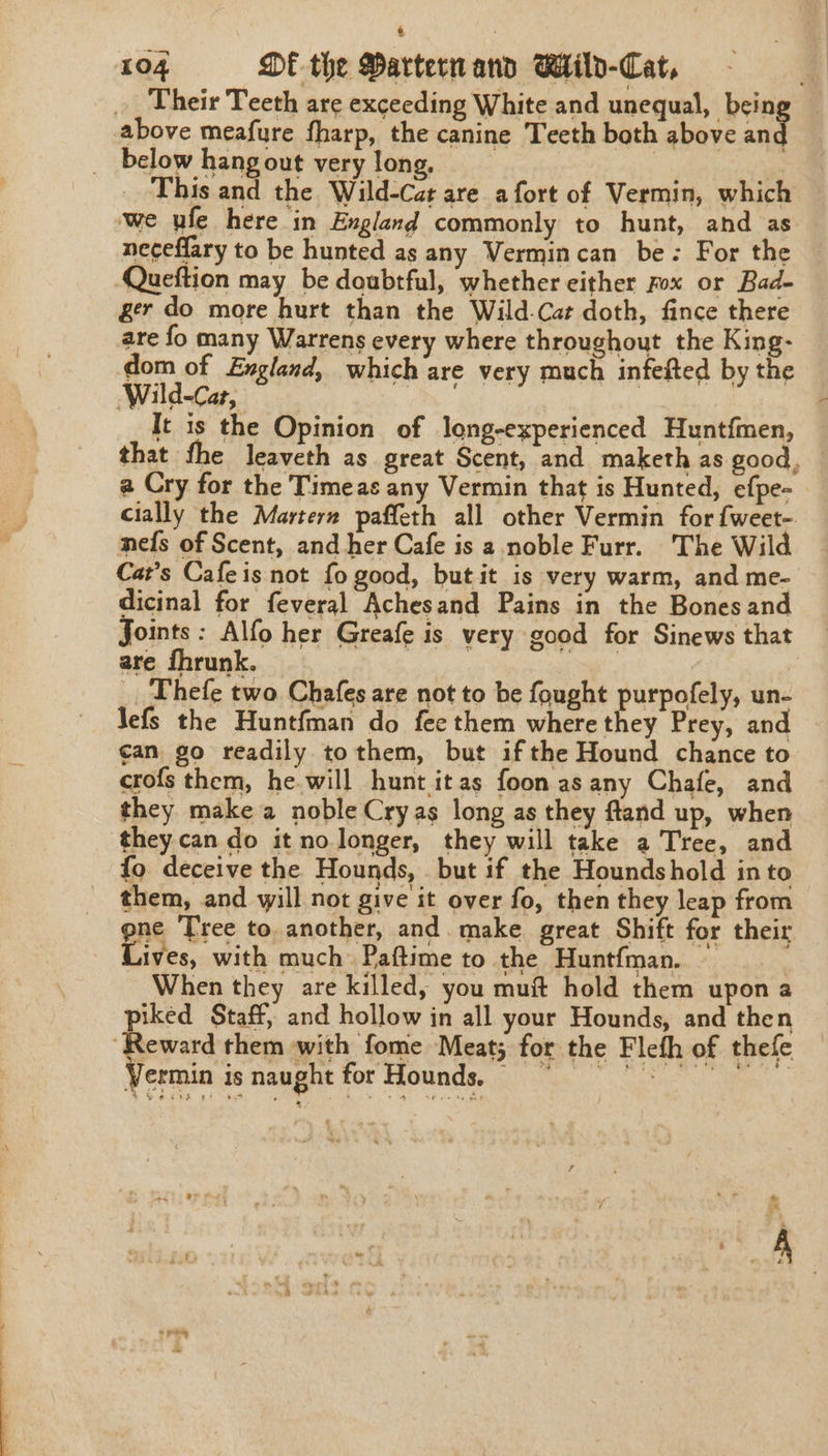 ; | 104 DE the Partern and Wild-Cat, | Their Teeth are exceeding White and unequal, being — above meafure fharp, the canine Teeth bath above i __ below hang out very long, | This and the Wild-Cat are afort of Vermin, which ‘we ufe here in England commonly to hunt, and as neceffary to be hunted as any Vermincan be: For the Queftion may be doubtful, whether either xox or Bad- ger do more hurt than the Wild.Car doth, fince there are fo many Warrens every where throughout the King- dom of England, which are very much infefted by the Wild-Caz, | | It is the Opinion of long-experienced Huntfmen, that fhe leaveth as great Scent, and maketh as good, a Cry for the Timeas any Vermin that is Hunted, efpe- cially the Martern paffeth all other Vermin for fweet- mefs of Scent, and her Cafe is a noble Furr. 'The Wild Cat’s Cafe is not fo good, but it is very warm, and me- dicinal for feveral Achesand Pains in the Bones and Joints: Alfo her Greafe is very good for Sinews that are fhrunk. ow | _ Thefe two Chafes are not to be fought purpofely, un- Jefs the Huntfman do fee them where they Prey, and can go readily tothem, but if the Hound chance to crofs them, he.will hunt itas foon as any Chafe, and they make a noble Cry as long as they ftand up, when they. can do it no longer, they will take a Tree, and fo deceive the Hounds, . but if the Houndshold into them, and will not give it over fo, then they leap from gne Tree to another, and. make great Shift for their ives, with much Paftime to the Huntfman. When they are killed, you muf hold them upon a piked Staff, and hollow in all your Hounds, and then ‘Reward them with fome Meat; for the Fleth of thefe 4 Vermin is naught for Hounds. ©