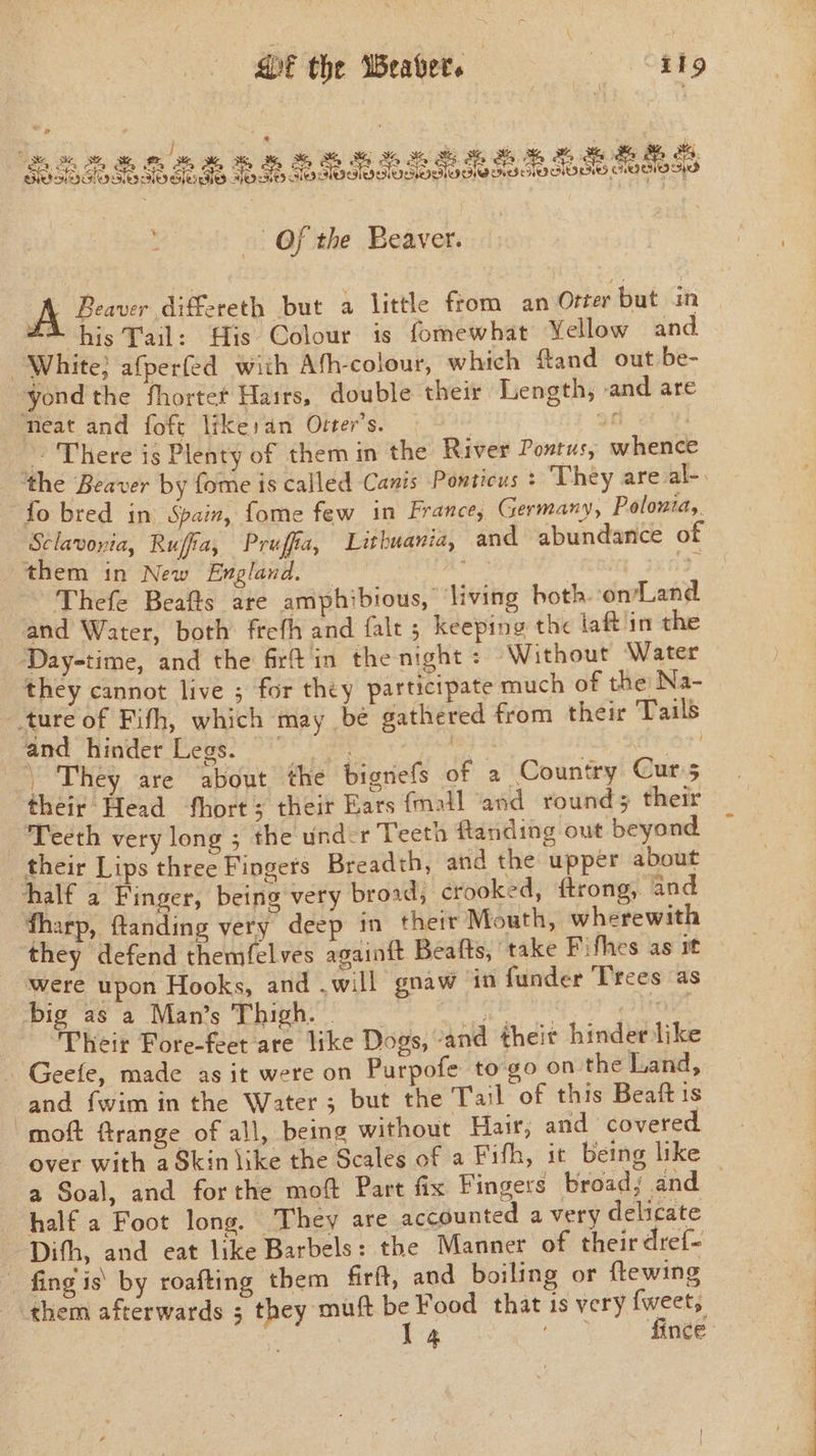 SE the Weaver. oe its Of the Beaver. A Beaver differeth but a little from an Orter but in #4 his Tail: His Colour is fomewhat Yellow and yond the fhortet Hairs, double their. Length, and are ~ There is Plenty of them in the River Pontus, whence fo bred in Spain, fome few in France, Germany, Polonia, them in New England. : Thefe Beafts are amphibious, living both. on/Land and Water, both frefh and falt 5 keeping the laft in the they cannot live ; for they participate much of the Na- and hinder Legs. ae | | They are about the bignefs of a Country Curs their Head ‘hort; their Ears {mall ‘and rounds their Teeth very long ; the under Teeth ftanding out beyond their Lips three Fingers Breadth, and the upper about fharp, flanding very deep in their Mouth, wherewith they defend themfelves againft Beafts, take Fithes as it were upon Hooks, and .will gnaw in funder Trees as big as a Man’s Thigh. . oy ay 4 Their Fore-feet are like Dogs, and theit hinder like and {wim in the Water; but the Tail of this Beat is moft ftrange of all, being without Hair; and - covered over with a Skin like the Scales of a Fifh, it being like half a Foot long. They are accounted a very delicate Dith, and eat like Barbels: the Manner of their dref- 14 . fince
