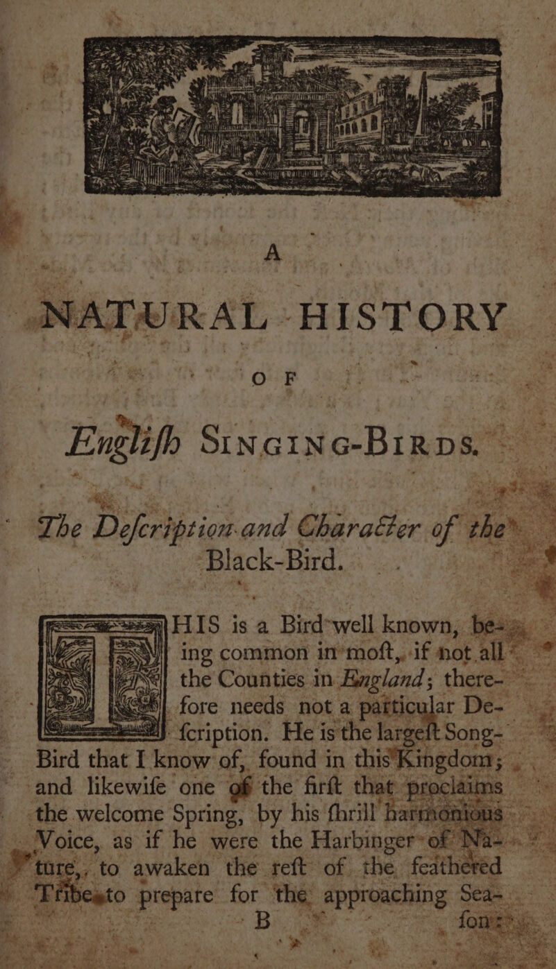 : att 2 ea NATWRAL HISTORY — Engi Sinise Birps | Te Dieborien a Chiratter f F é Black-Bird. a “s aNTLIS is a Bird: well known, te 2 = Nit ing common in*mott,, if not all” Ses the Counties in. England; there- eet aRe Nx] fore needs not a patticular De- % Seed) {cription. He is the large Song- = : ~ Bird that | know’ of, found in this’Kingdoma; “% ° and likewife one of the firft that proclaims . the welcome Spring, | by his: thrill] arm iOS Noi oice, as if he were ee ee