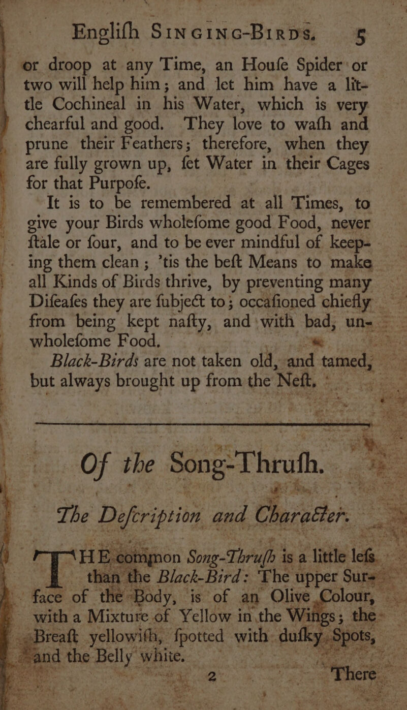 er droop at any Time, an Houle Spider’ or two will help him ; and Jet him have a lit- tle Cochineal in his Water, which is very chearful and good. They love to wath and prune their Feathers; therefore, when they are fully grown up, fet Wetse in. their Cages | for that Purpofe. It is to be remembered at all Times, to give your Birds wholefome good Food, never | ftale or four, and to be ever mindful of keep- . ing them clean ; ’tis the beft Means to make | all Kinds of Birds thrive, by preventing many Difeafes they are fubject to; occafioned chiefly from being kept nafty, and with bad; un- 23 wholefome Food, a om: Black-Birds are not taken old, and tatnedy but always brought 43 from the Neft, acd the Song:Thruth, The see and den 3 Z-comnon Song-Thrufh 3 is a little lef SNe: 34¢ wee Black-Bird: The upper Sur. 3 - face oF ‘the “Body, is of an Olive Colour, © © witha Mixture of Yellow in,the Wir 1gs 5 ‘the: the e a sire on with duty. i) &amp;