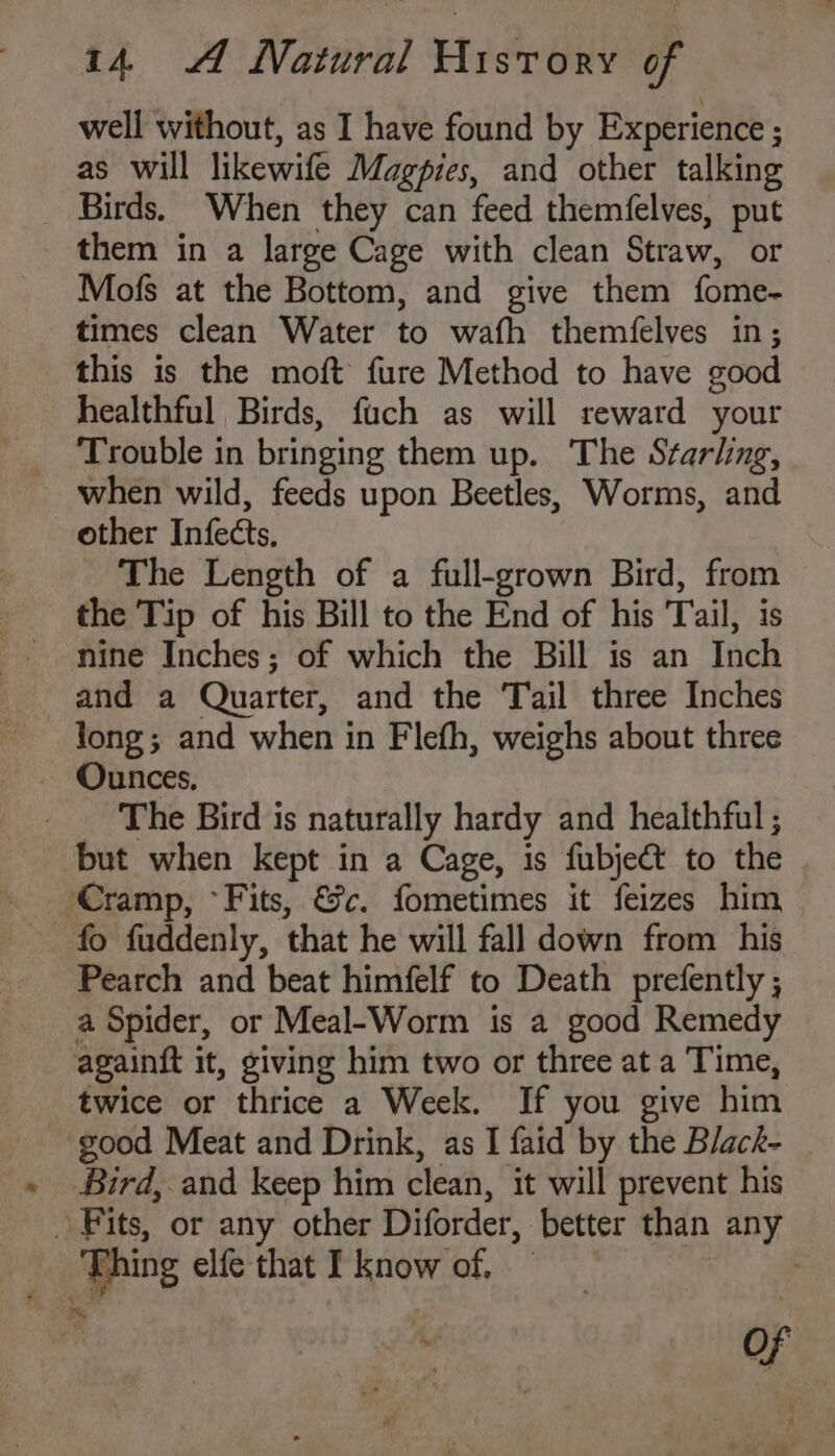 well without, as I have found by Experience ; as will likewife Magpies, and other talking Birds. When they can feed themfelves, put them in a large Cage with clean Straw, or Mofs at the Bottom, and give them fome- times clean Water to wath themfelves in; this is the moft fure Method to have good healthful Birds, fuch as will reward your Trouble in bringing them up. The Starling, when wild, feeds upon Beetles, Worms, and other Infects, The Length of a full-grown Bird, from the Tip of his Bill to the End of his Tail, is nine Inches; of which the Bill is an Inch and a Quarter, and the Tail three Inches long; and when in Flefh, weighs about three - Ounces, _ The Bird is naturally hardy and healthful ; but when kept in a Cage, is fubject to the ‘Cramp, °Fits, &amp;c. fometimes it feizes him fo fuddenly, that he will fall down from his Pearch and beat himfelf to Death prefently ; a Spider, or Meal-Worm is a good Remedy againft it, giving him two or three at a Time, twice or thrice a Week. If you give him good Meat and Drink, as I faid by the Black- _ Bird, and keep him clean, it will prevent his Fits, or any other Diforder, better than any Thing elfe that I know of, — am of