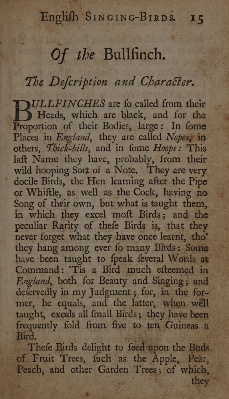 oi?) Se fhe tt Englith Sincinc-Birps. 15 Of the Bullfinch. The Defcription and Chara&amp;er. ULLFINCHES are fo called from their Heads, which are black, and for the | Proportion of their Bodies, large : In fome _ Places in England, they are called Nopes} in - others, Lhick-bills, and in fome Hoops: This laft Name they have, probably, from their | ’ docile Birds, the Hen learning after the Pipe Song of their own, but what is taught them, mer, he equals, and the latter: when; well © i taught, excels all {mall Birds; they | have been pequently, fold from. five to seh: Guineas Set Bir i fe ie _ Thefe Birds delight to ‘one ‘upon shied Bad sh 2 Fruit Trees, ache: as the Apple, Pear, Peach, aed. other Garden a of f whiai§ a