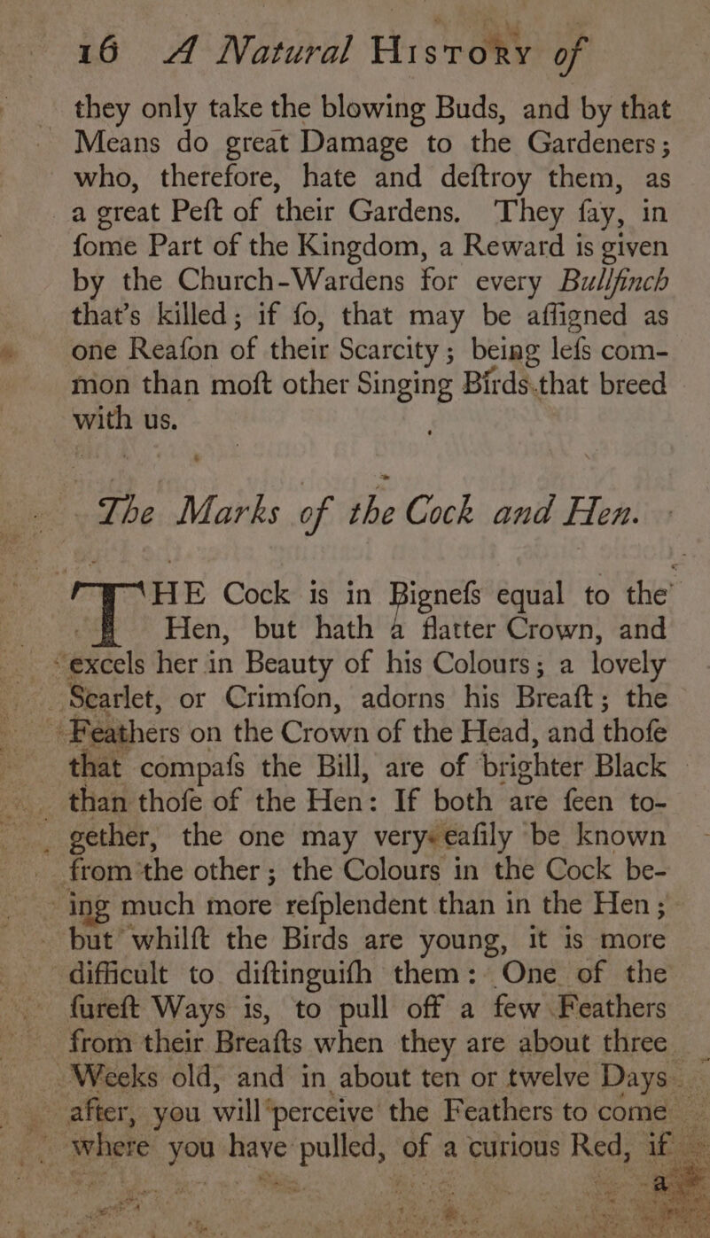 they only take the blowing Buds, and by that Means do great Damage to the Gardeners; who, therefore, hate and deftroy them, as a great Peft of their Gardens, They fay, in fome Part of the Kingdom, a Reward is given by the Church-Wardens for every Bullfinch that’s killed; if fo, that may be affigned as one Reafon of their Scarcity ; being lefs com- mon than moft other Singing Birds.that breed abet us. The Marks of the Cock and Hen. ue H E Cock is in Bignefs equal to the’ Hen, but hath a flatter Crown, and that compafs the Bill, are of brighter Black | _ than thofe of the Hen: If both ate feen to- _ but’ whilft the Birds are young, it is more difficult to diftinguifh them: One of the ~ fureft Ways is, to pull off a few Feathers from their Breafts when they are about three © ie where on have pulled, ee a curious eee ]