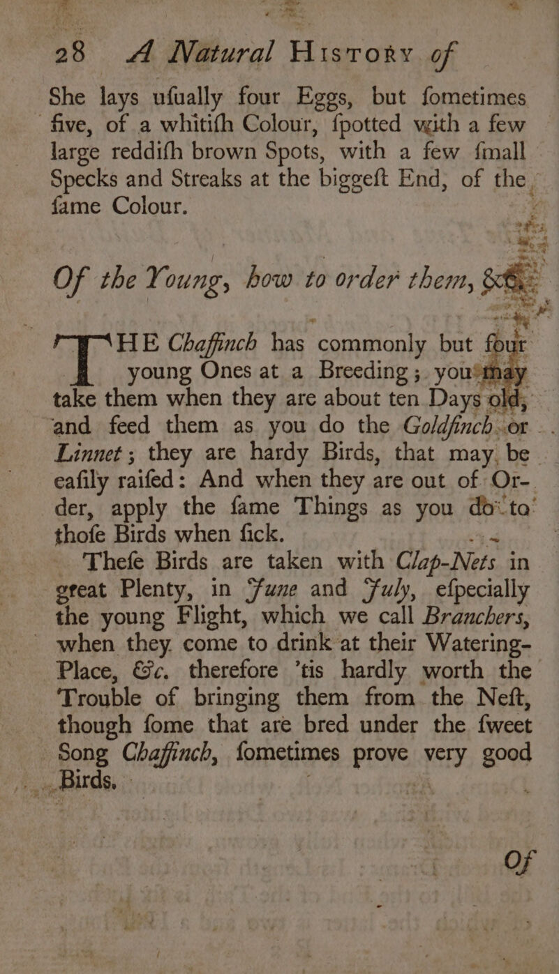 ee oA 2 o 8a 28 | 44 Natural History of She lays ufually four Eggs, but fometimes five, of a whitifh Colour, {potted with a few large reddifh brown Spots, with a few {mall Specks and Streaks at the biggeft End, of fey fame Colour. Of the Y oung, al to order them, x | cig? HE Chaffinch has ‘commonly but four young Ones at a Breeding; you!m: take them when they are about ten Days old; and feed them as you do the Goldfinch. or. Linnet ; they are hardy Birds, that may, be eafily raifed: And when they are out of Or- der, apply the fame Things as you do‘ ta’ thofe Birds when fick. Thefe Birds are taken with Clap-Nets in great Plenty, in ‘une and Fuly, efpecially the young Flight, which we call Brauchers, - when they. come to drink at their Watering- Place, &amp;c. therefore ’tis hardly worth the Trouble of bringing them from the Nett, though fome that are bred under the fweet Song Chafinch, fometimes PRS Rey ne oF