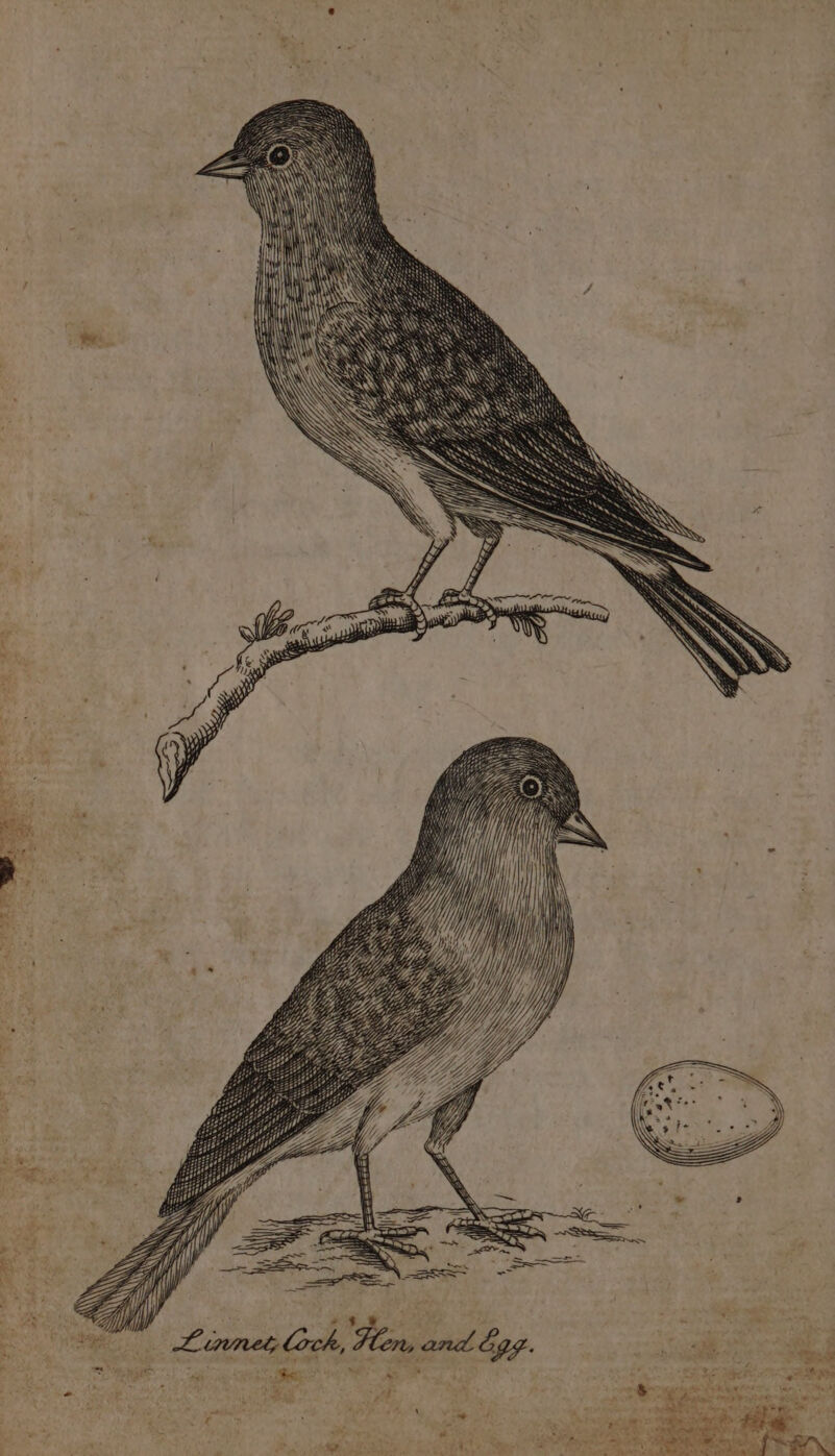 * Linnes loch, Hon and Egg. ‘ i Te eee : “sh Si} Pr Rie PRE eae! at