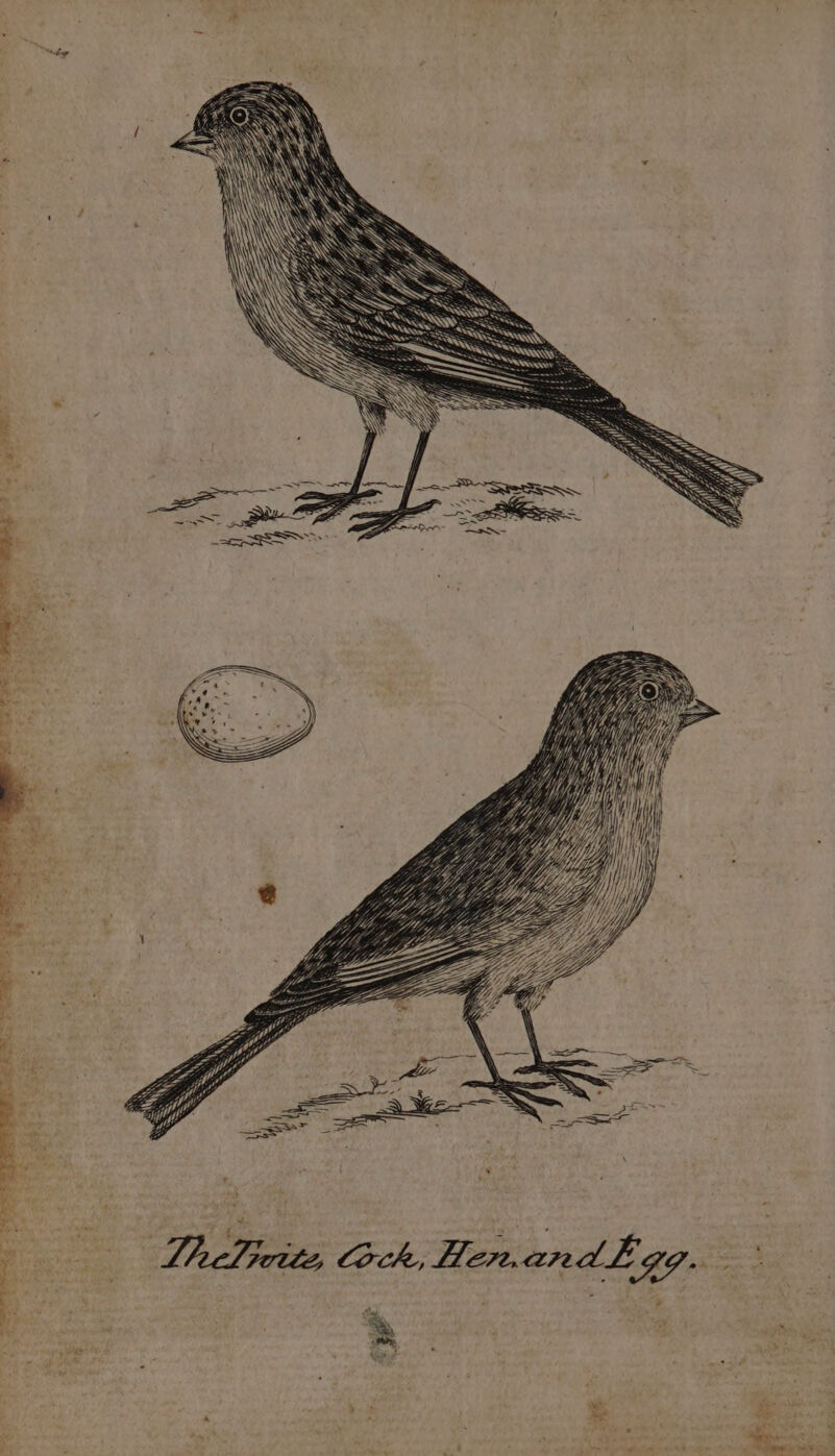 eee t ’ Ly d “* ‘. r A ? on 2.5 : ‘ ‘ . Ae Pete Gck, Hen.andk gg. a Ba dar a gle fi ett: ; ue