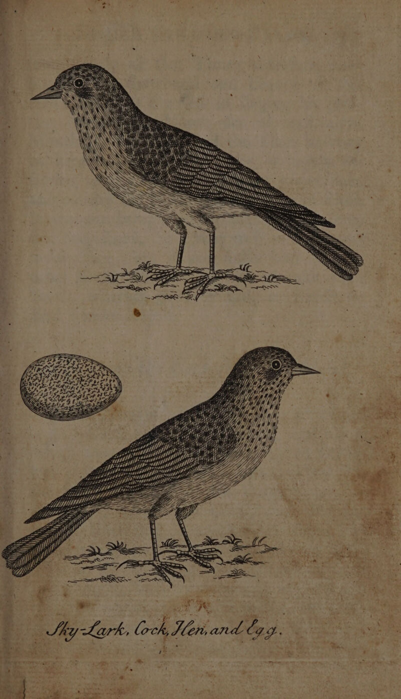 mY af 4 N aa) ‘ & Uh 3 SA Ww: ANS SUR . ny) , / 4} Hy 4 Hen and byg.