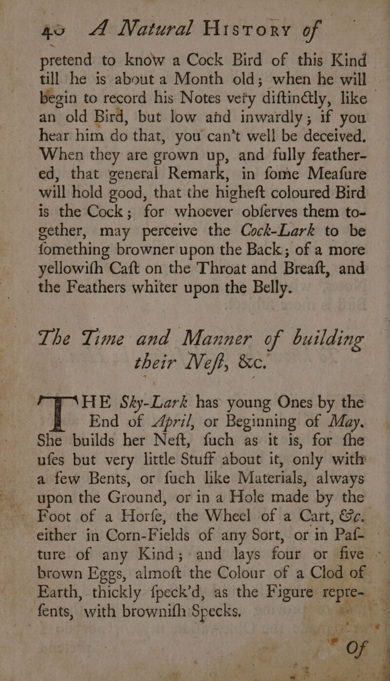 pretend to know a Cock Bird of this Kind an old Bird, but low ahd inwardly; if you hear him do that, you can’t well be deceived. When they are grown up, and fully feather- ed, that general Remark, in fome Meafure will hold good, that the higheft coloured Bird is the Cock; for whoever obferves them to- gether, may perceive the Cock-Lark to be fomething browner upon the Back; of a more yellowifh Caft on the Throat and Breaft, and _ the Feathers whiter upon the Belly. The Pine and Manner of building their NVeft, &c. HE Sky-Lark has young Ones by the End of 4pri/, or Beginning of May. She builds her Neft, fuch as it is, for fhe ufes but very little Stuff about it, only with a few Bents, or fuch like Materials, always upon the Ground, or in a Hole made by the either in Corn-Fields of any Sort, or in Paf- 4 . of ae Pe ty iy ay) Sete se owt