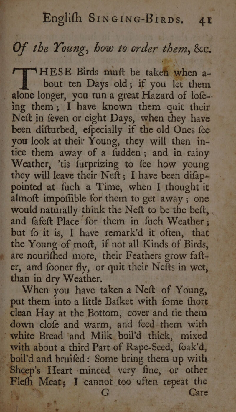 OF the Young, how to order them, &c. HESE Birds mutt be take when a- bout ten Days old; if you let them _ alone longer, you run a great Hazard of lofe-. ing them; I have known them guit their _ Neft in feven or eight Days, when they have been difturbed, efpecially if the old Ones fee you look at theit Young, they will then in- tice them away of a fudden; and in rainy Weather, ’tis furprizing to fee how young they will leave their Neft; I have been difap- — pointed at fuch a Time, when I thought it almoft impoffible for them to get away; one . would naturally think the Neft to be the beft, _ and fafeft Place for them in fuch Weather ; but fo it is, I have remark’d it often, that the Young of moft, if not all Kinds of Birds, » are nourifhed more, their Feathers grow faft- er, and fooner fly, or quit their Nefts in wet, than in dry Weather. _ When you have taken a Nett of Young, - put them into a little Bafket with fome fhort clean Hay at the Bottom, cover and tie them ’ down clofe and warm, and feed them with white Bread ‘and Milk. boil’d thick, mixed ” with about a third Part of Rape-Seed, foak’d, - oil’d and bruifed: Some bring them up with | heep’s Heart «minced very fine, or other -Fleth Meat I cannot too often repeat the ie By CY Care i Pe Oe oar