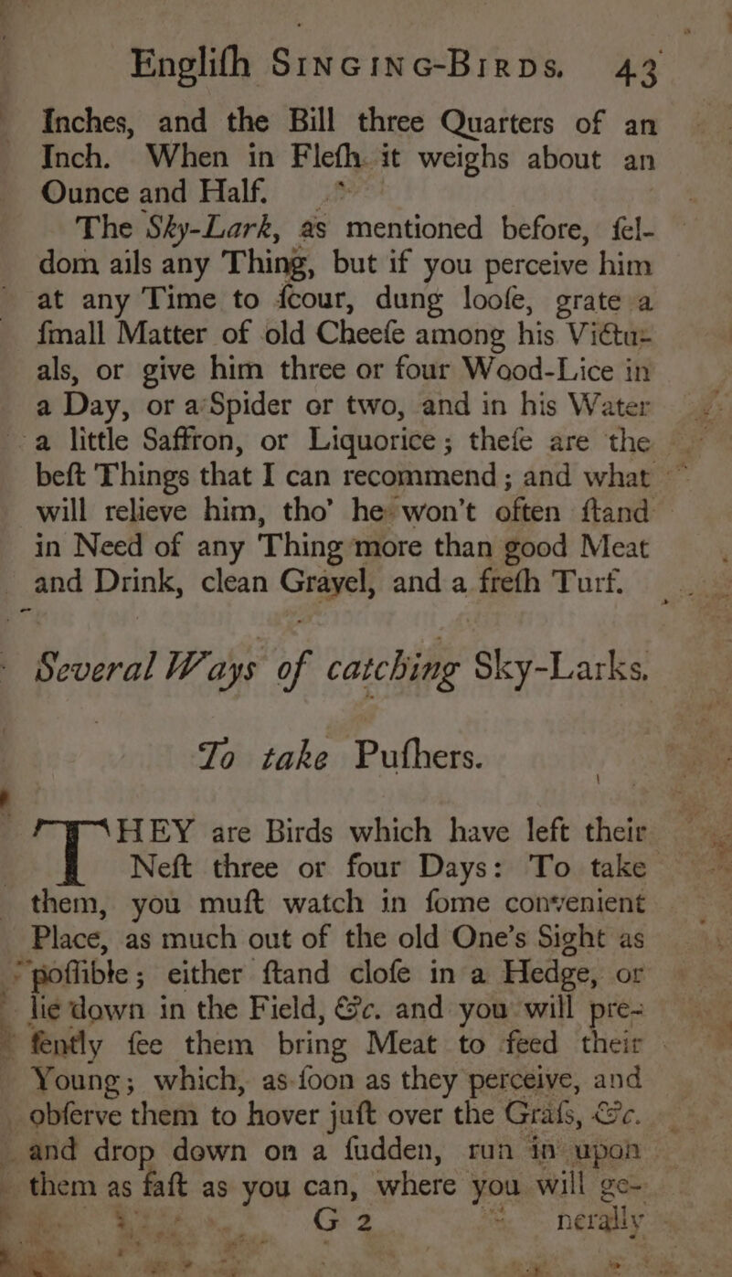_ Inches, and the Bill three Quarters of an Inch. When in Flefh. it weighs about an Ounce and Half. . | The Sky-Lark, 2s mentioned before, fl- — dom ails any Thing, but if you perceive him at any Time to feour, dung loofe, grate a {mall Matter of old Cheefe among his Vitae als, or give him three or four Wood-Lice in a Day, or a’Spider or two, and in his Water beft Things that I can recommend ; and what ~ will relieve him, tho’ he won’t often ftand — in Need of any Thing more than good Meat _and pean clean Grayel and oe Turf, - Several Ways of catching Sky-Larks. To take pide: HEY are Birds which have left their them, you muft watch in fome convenient Place, as much out of the old One’s Sight as poffible; either ftand clofe in a Hedge, or i fently fee them bring Meat to feed their _ Young; which, as-foon as they perceive, and _ obferve them to “hover juft over the Grafs, Ge. and drop dewn on a fudden, run in upon b - them as faft as you can, where you will Fem 4 ee 4 3, . ae oe G oe nerally “= * an we? a w , . gle lh ’ ’ =e aes od tan * Ht hall ie ® Bt: ee ee ty aed. *